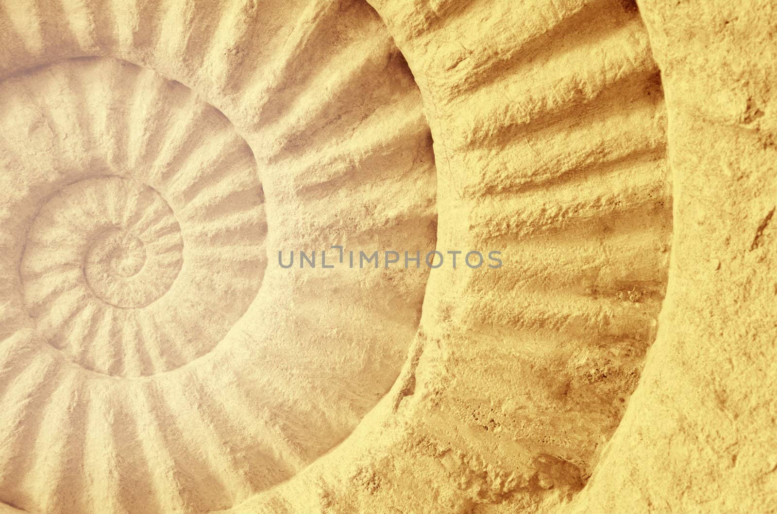 Color of ammonite prehistoric fossil, abstract background.