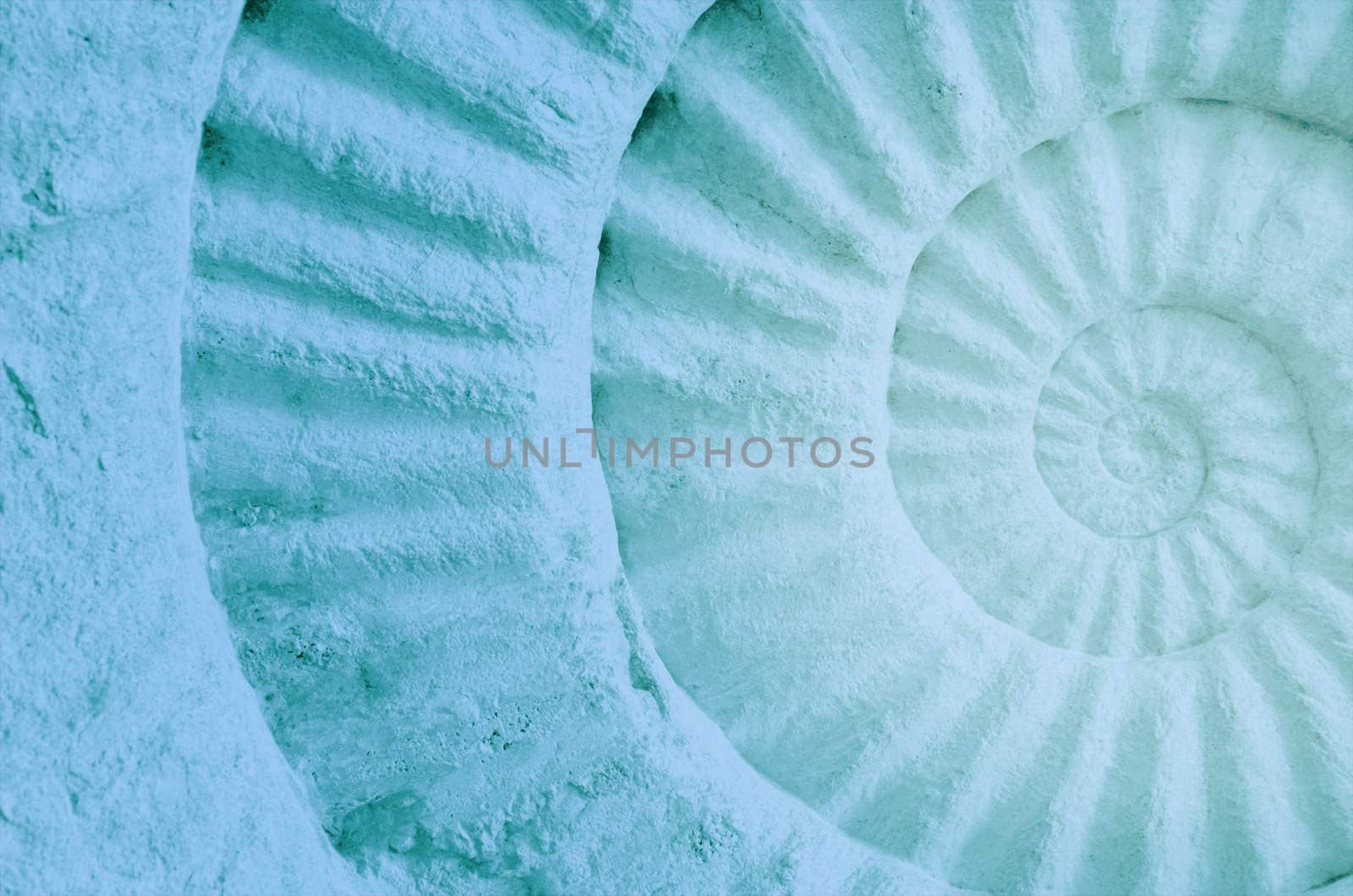 Color of ammonite prehistoric fossil, abstract background.