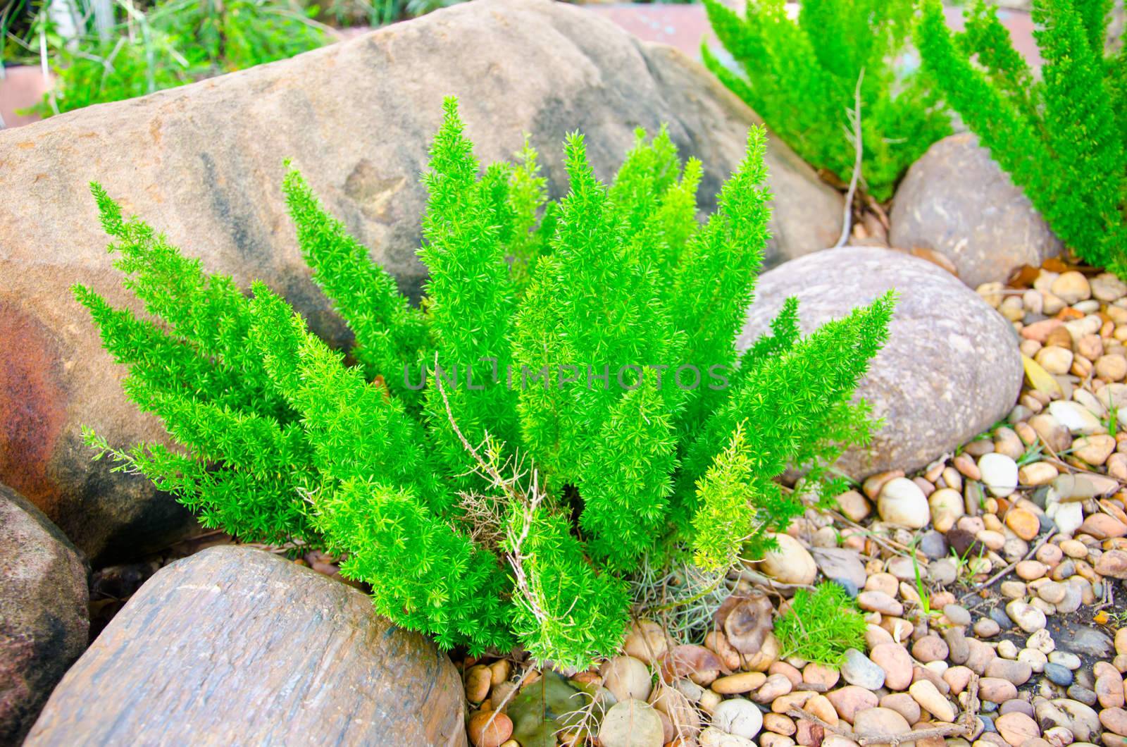Asparagus Fern and many stones.