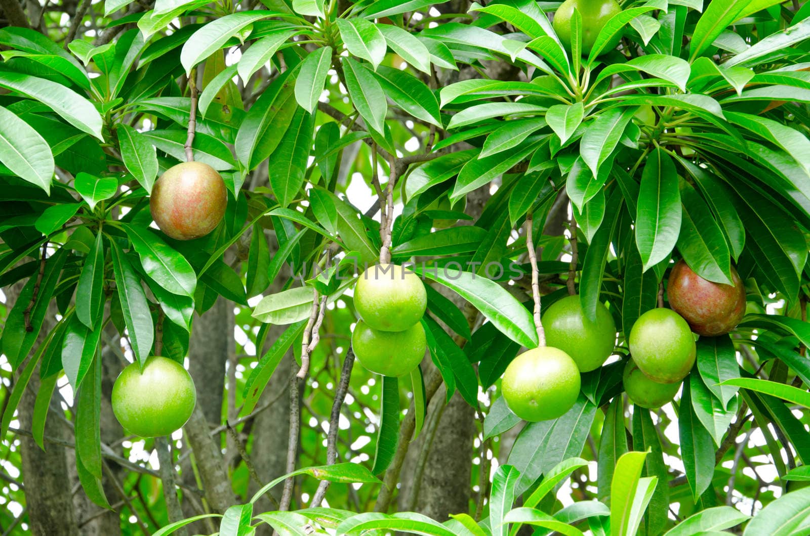 Many Cerbera oddloam fruit on tree.