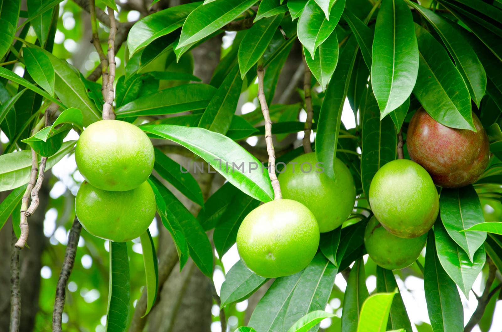 Many Cerbera oddloam fruit on tree.