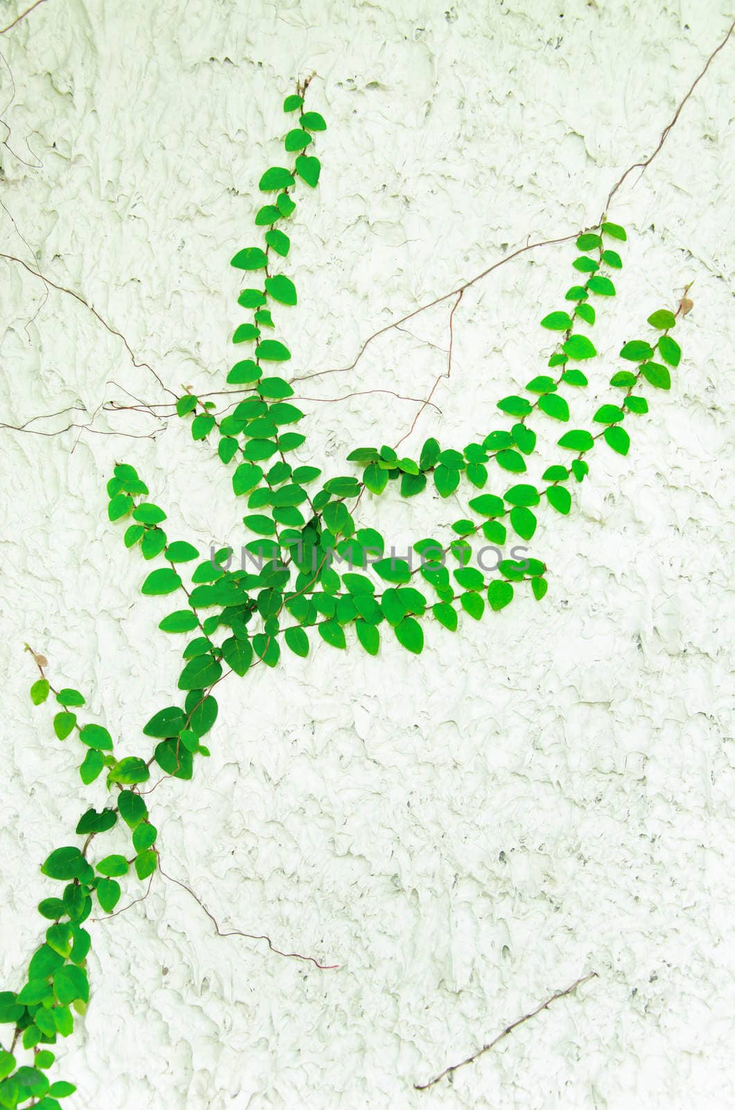 The Green Creeper Plant on Wall.