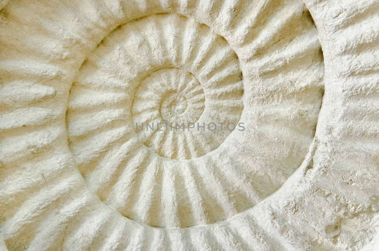 Ammonite prehistoric fossil on the surface