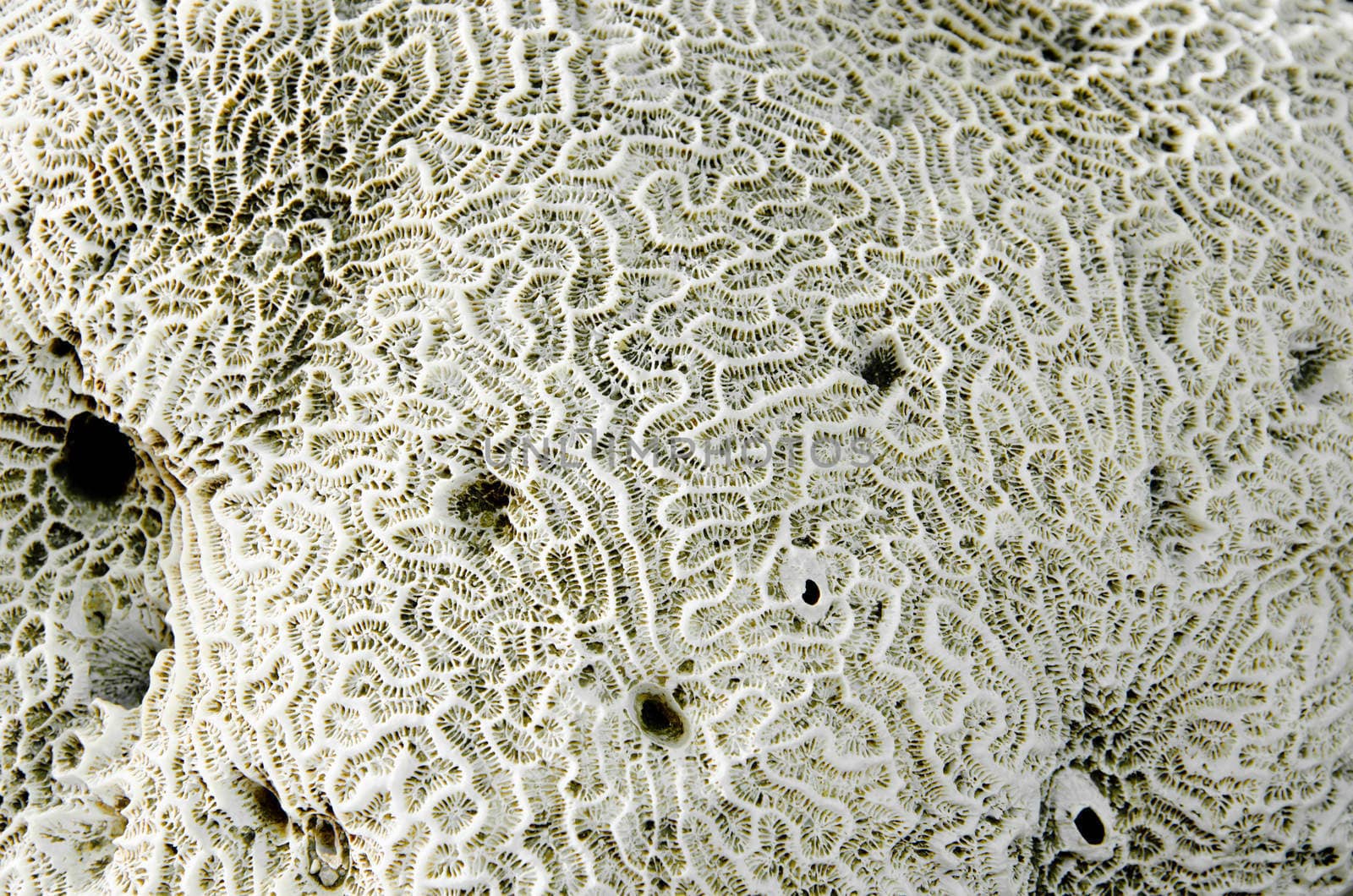 Close up Coral fossil texture background