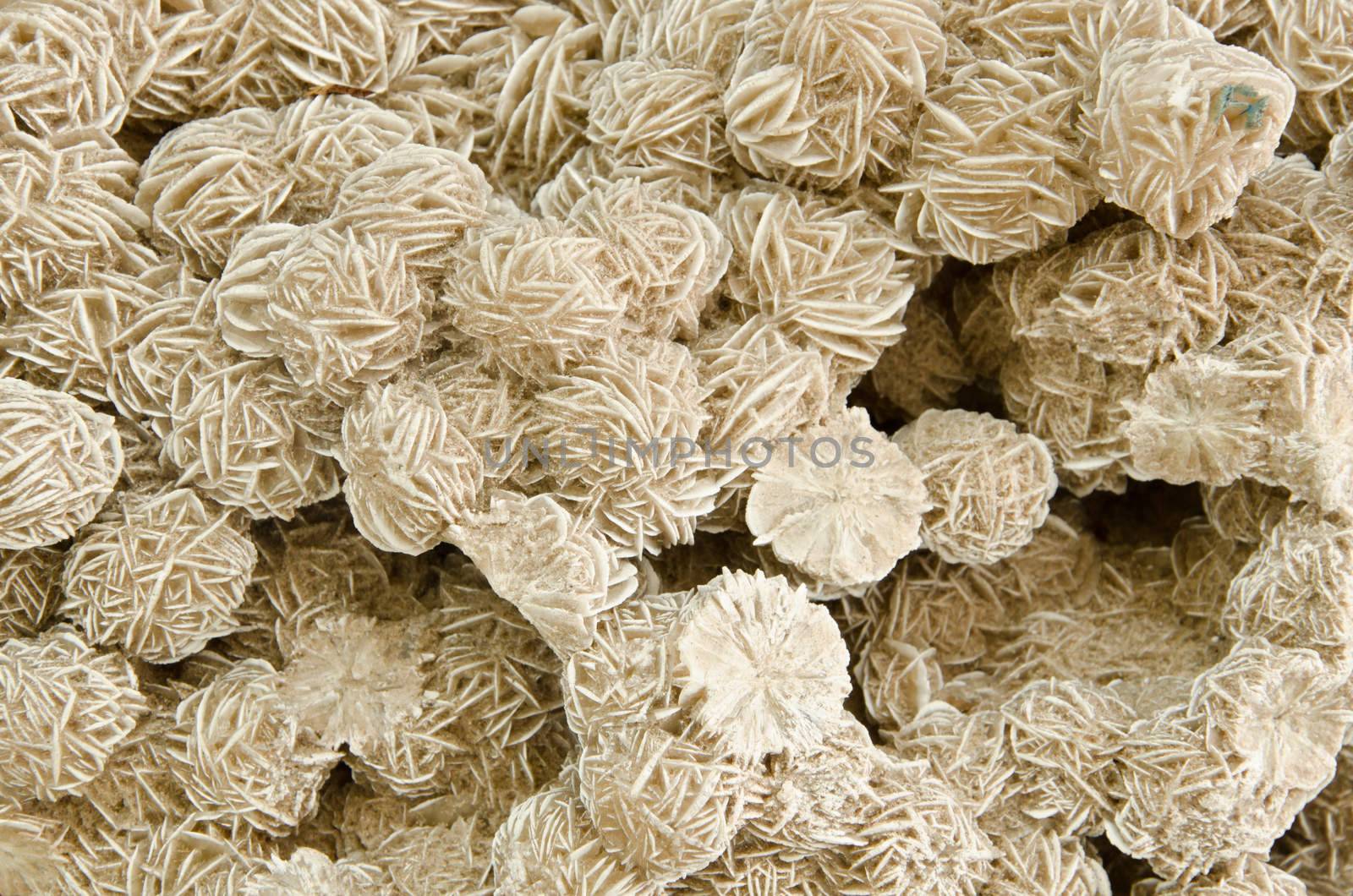 Texture of nature - gem desert rose close - up