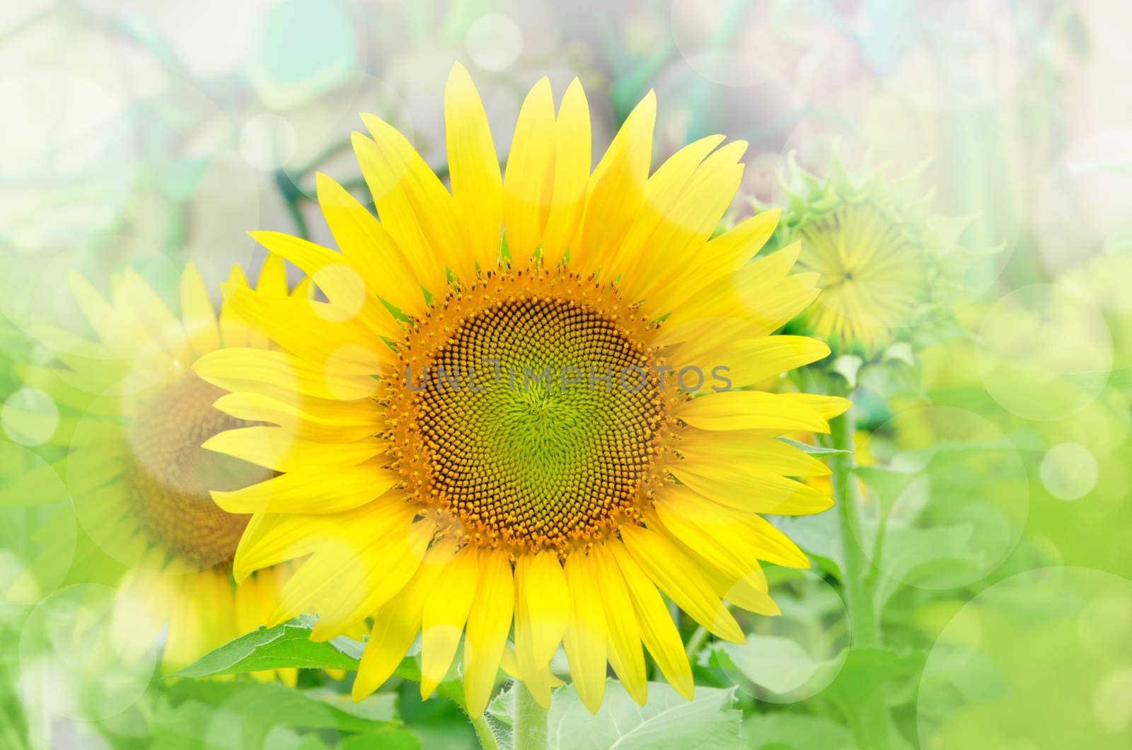 Bright yellow sunflowers in garden.