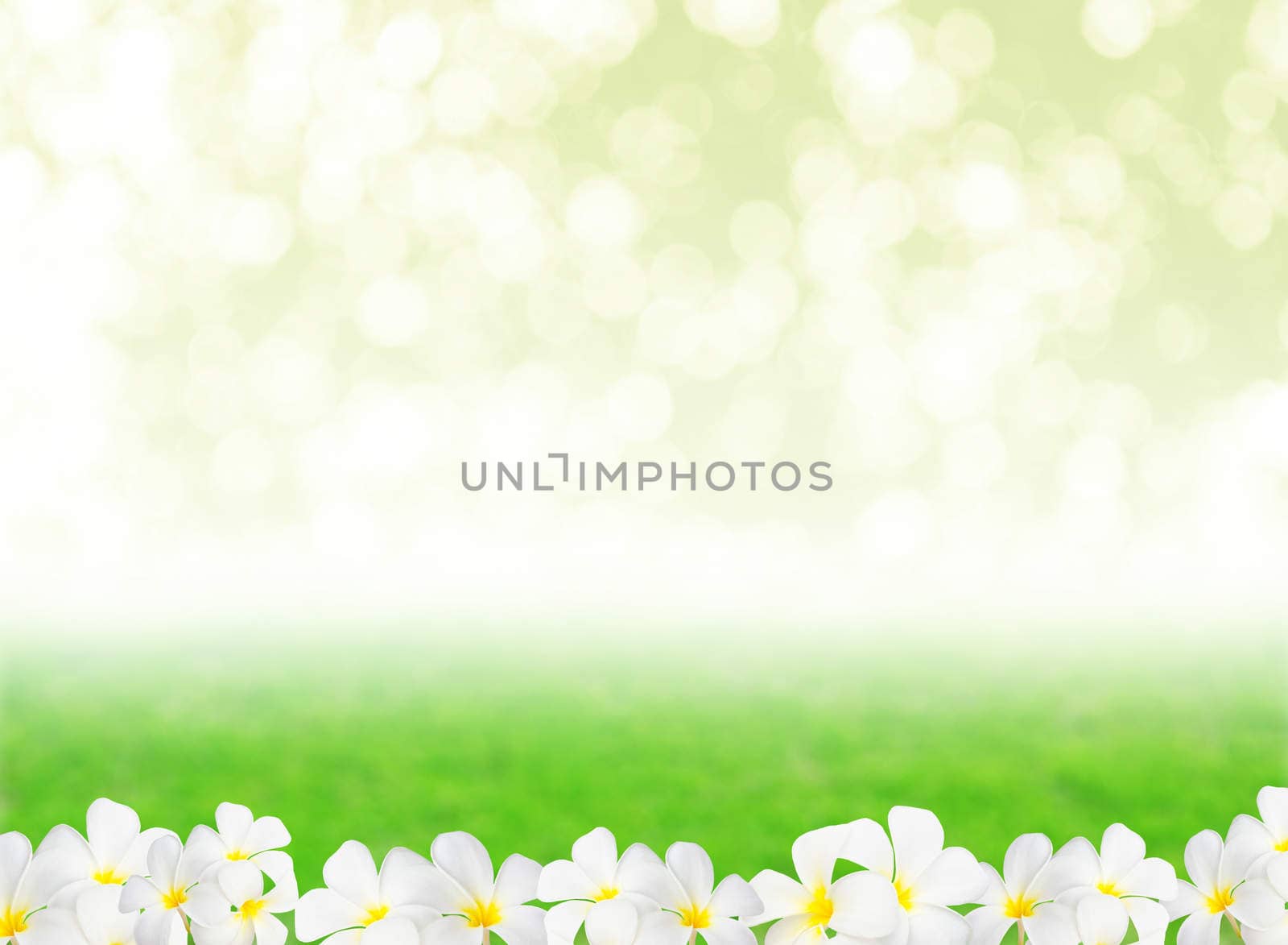 Abstract natural backgrounds with Plumeria flower and beauty bokeh