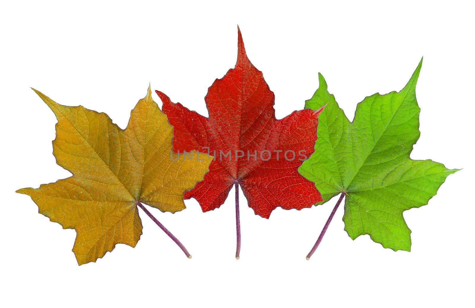 Many color of leaves on white background. clipping path.
