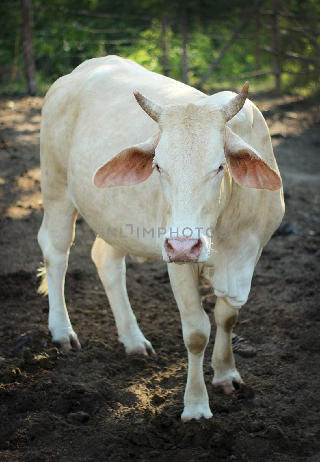 Cow with horns standing staring on the ground. by yod67