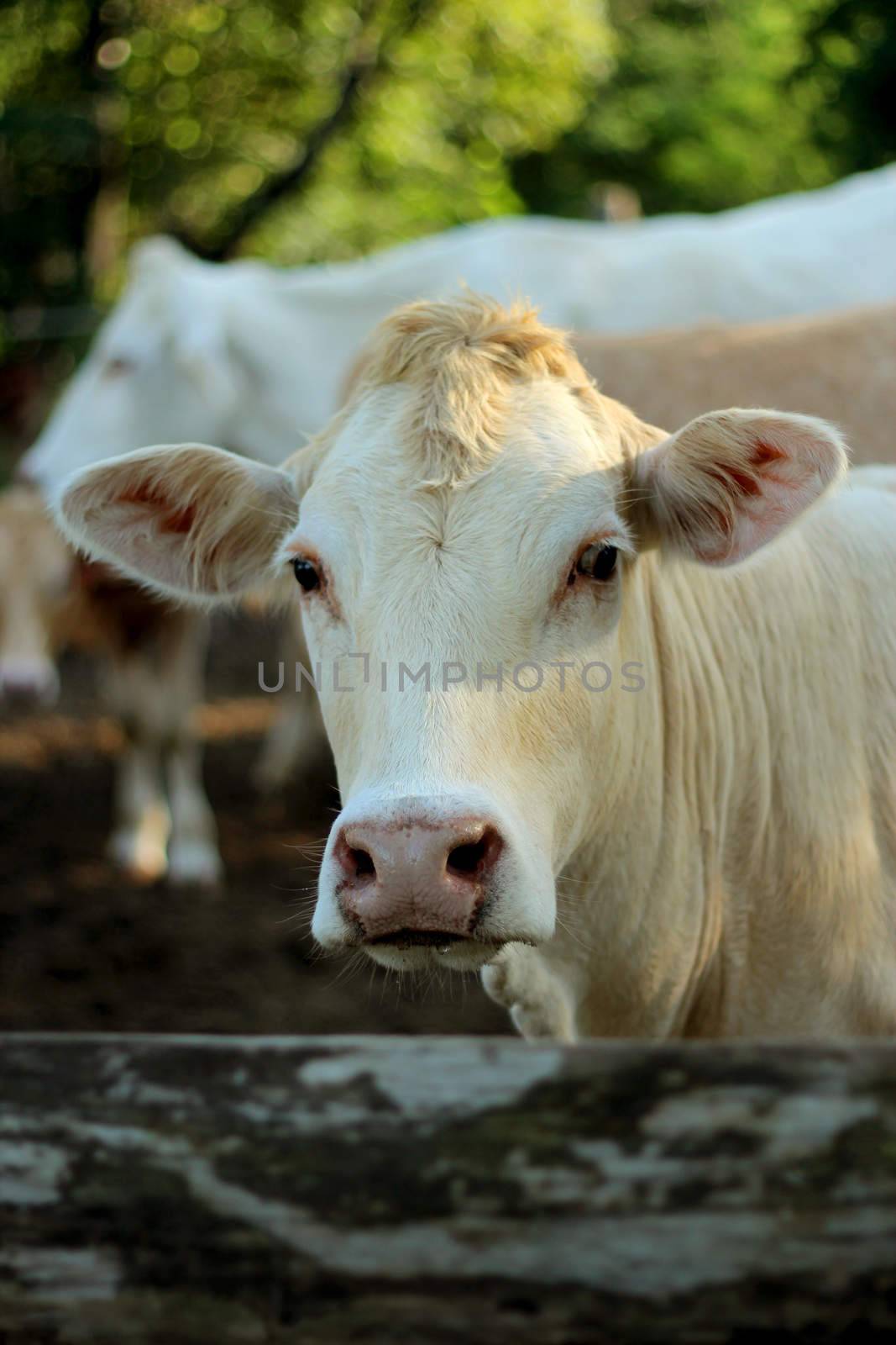 Young cattle standing staring