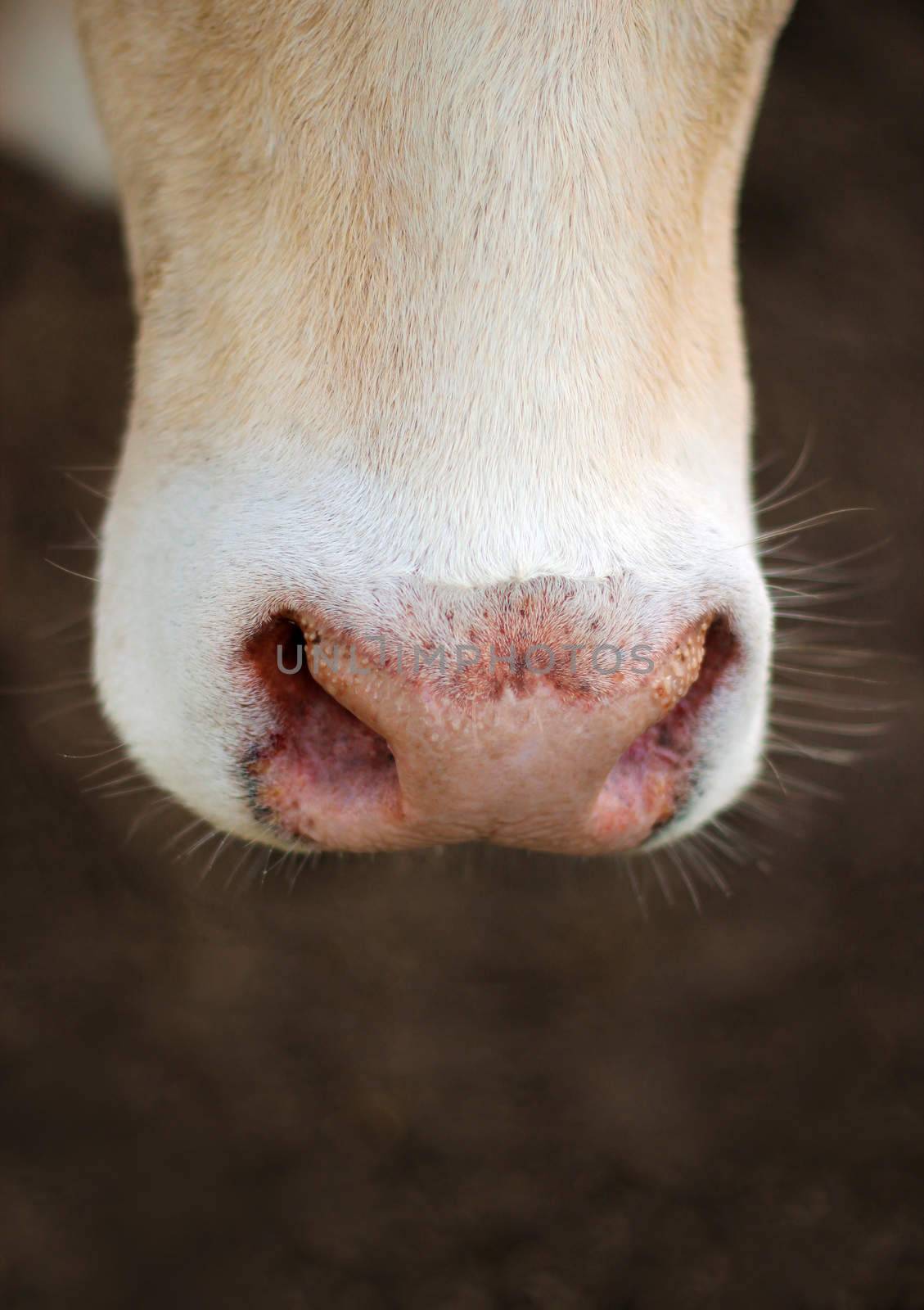 Cow nose close up on the nose sweat.