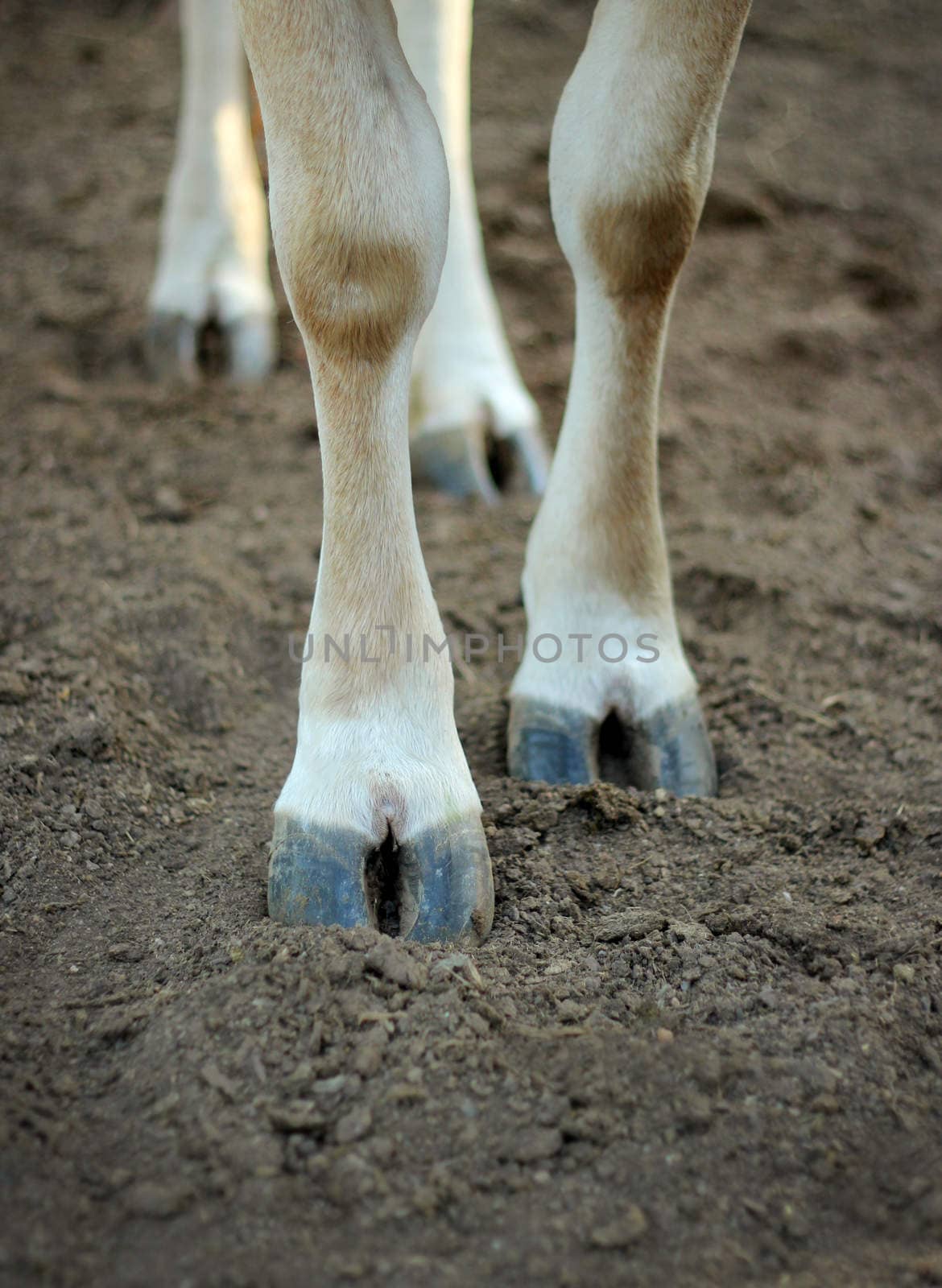The legs of a cow standing on the ground.