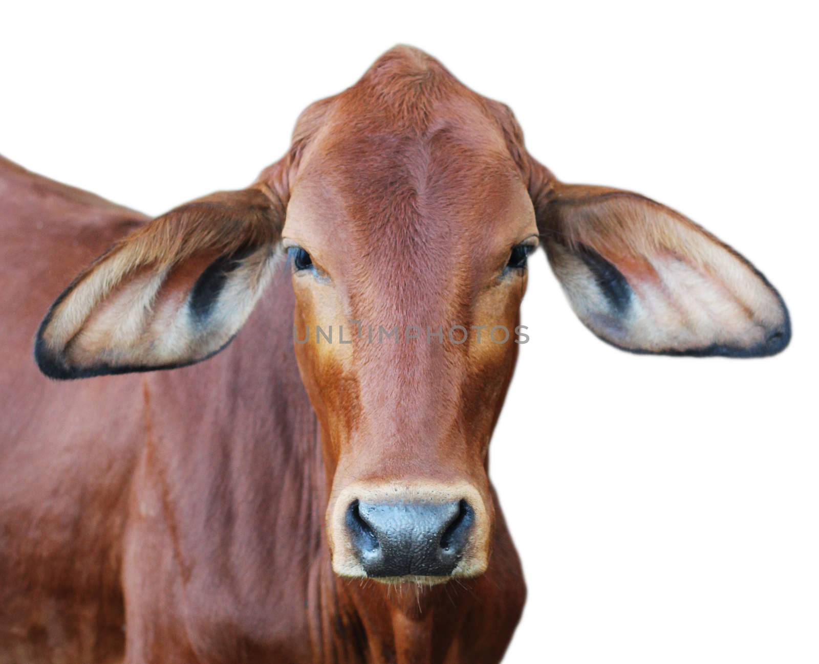 Image of red cow isolated on white background.