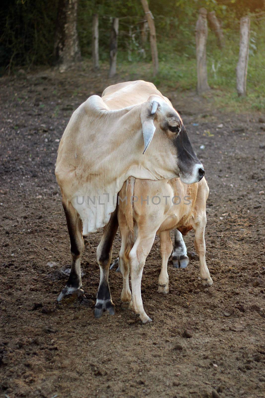 Cow and calf