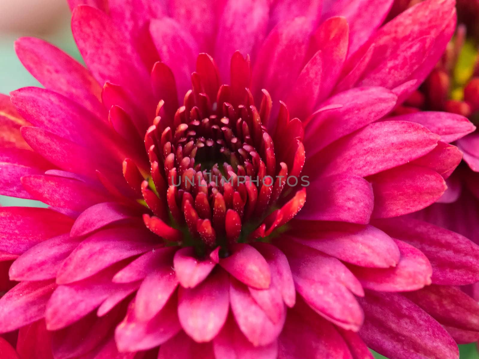 Chrysanthemum Daisy Close-up Shot, vibrant and bright