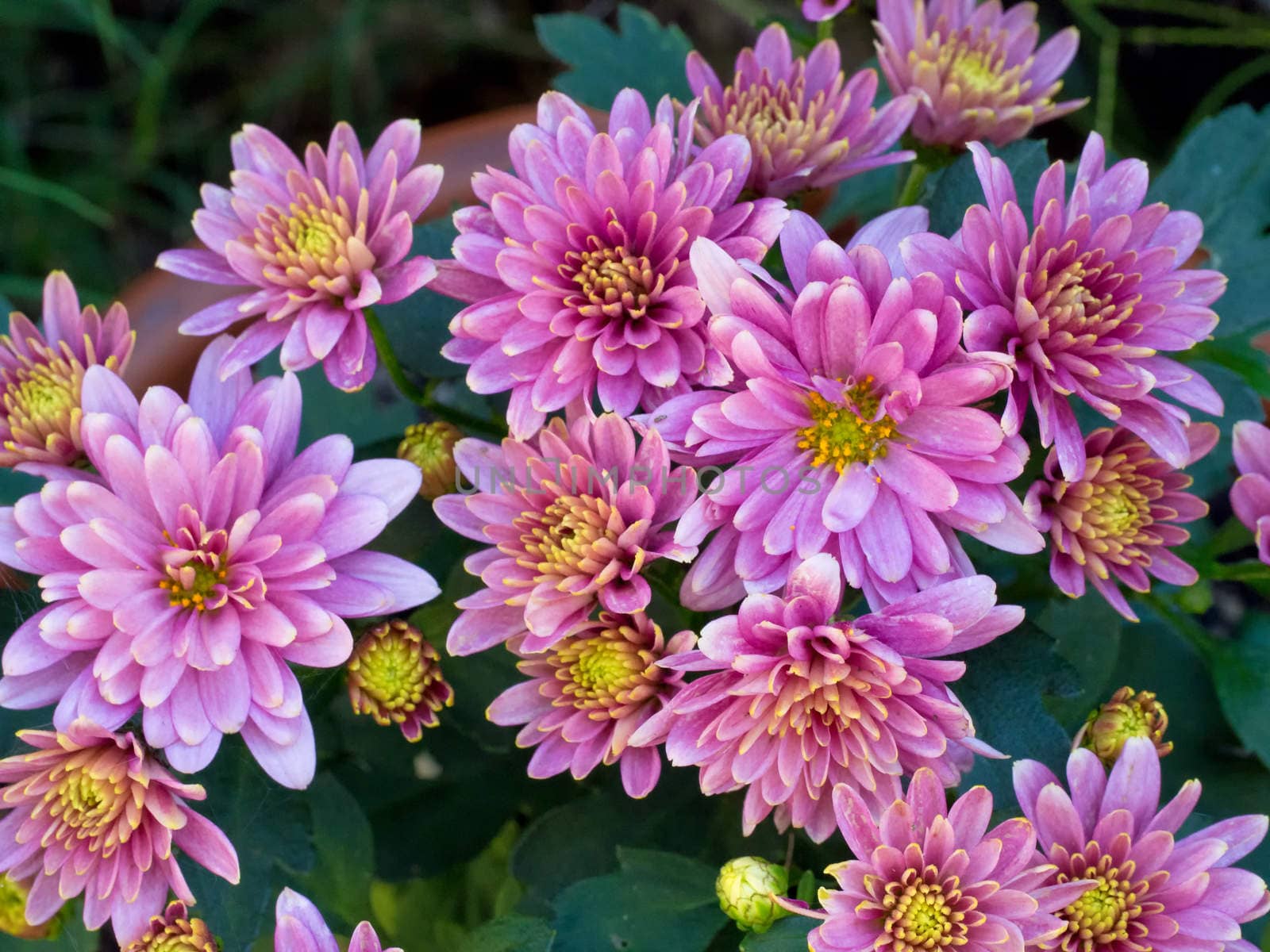 Chrysanthemum Daisy Close-up Shot, vibrant and bright