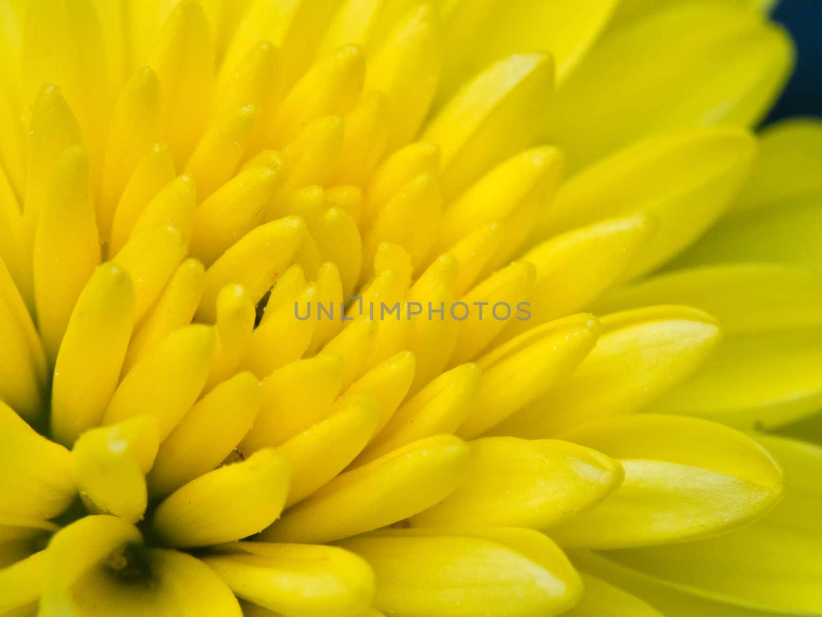 Chrysanthemum Daisy Close-up Shot, vibrant and bright