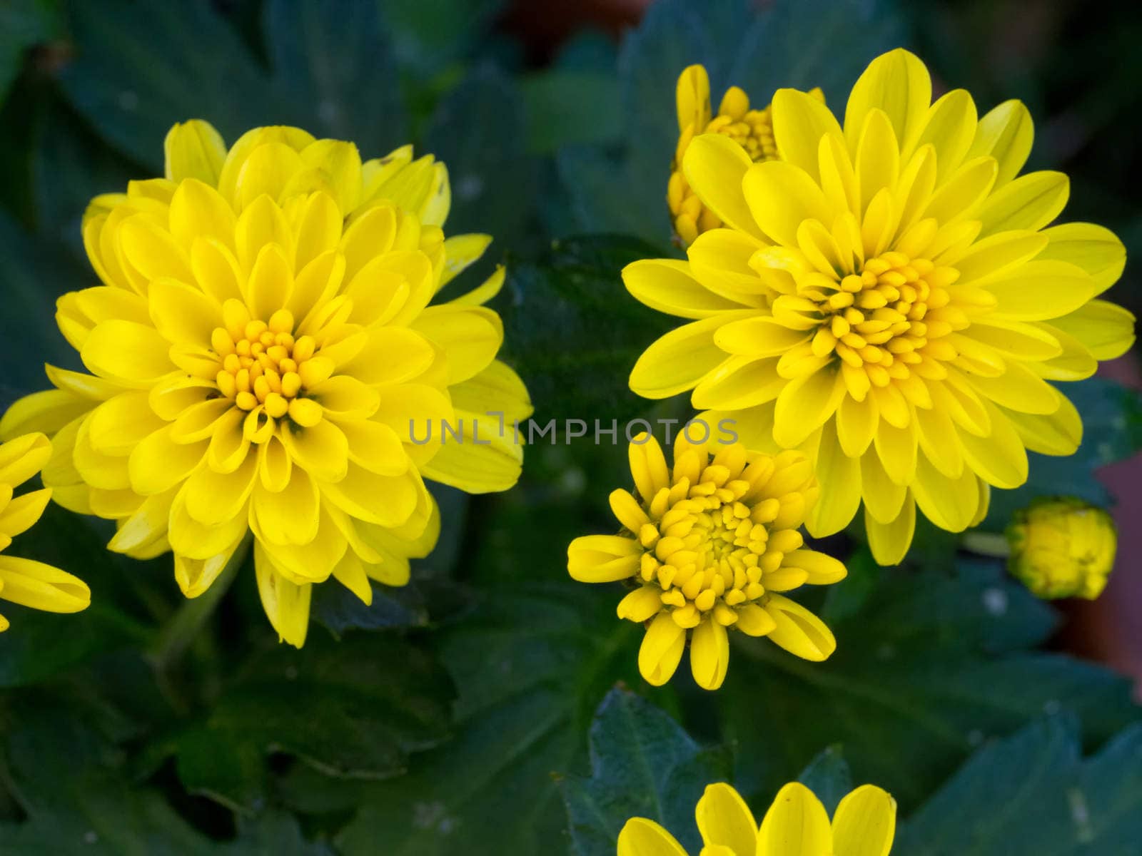 Yellow Chrysanthemum Daisy Close-up Shot by mroz
