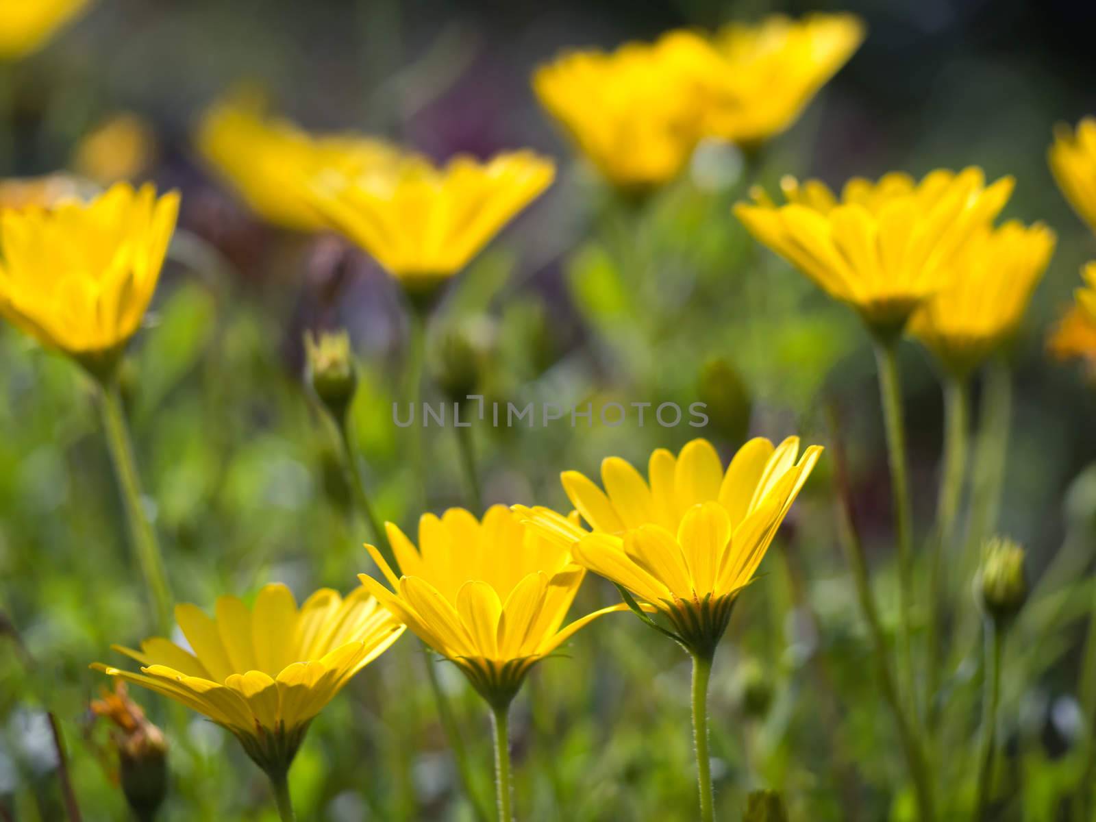 Yellow African Daisies Osteospermum up view on blurry green background