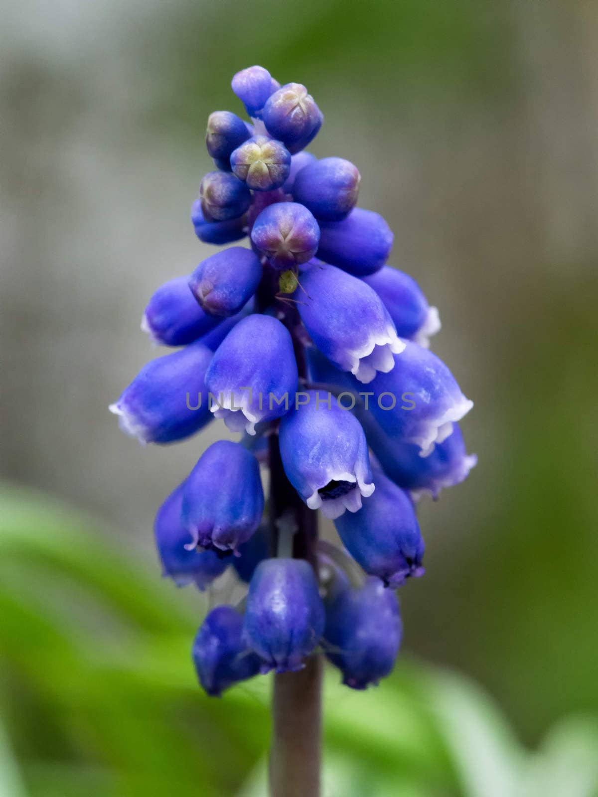 Muscari - Blue Grape Hyacinth Close-up / macro shot on a blurry green background