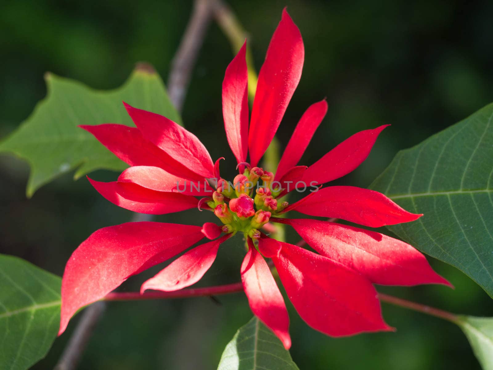Red Poinsettia Close-up by mroz