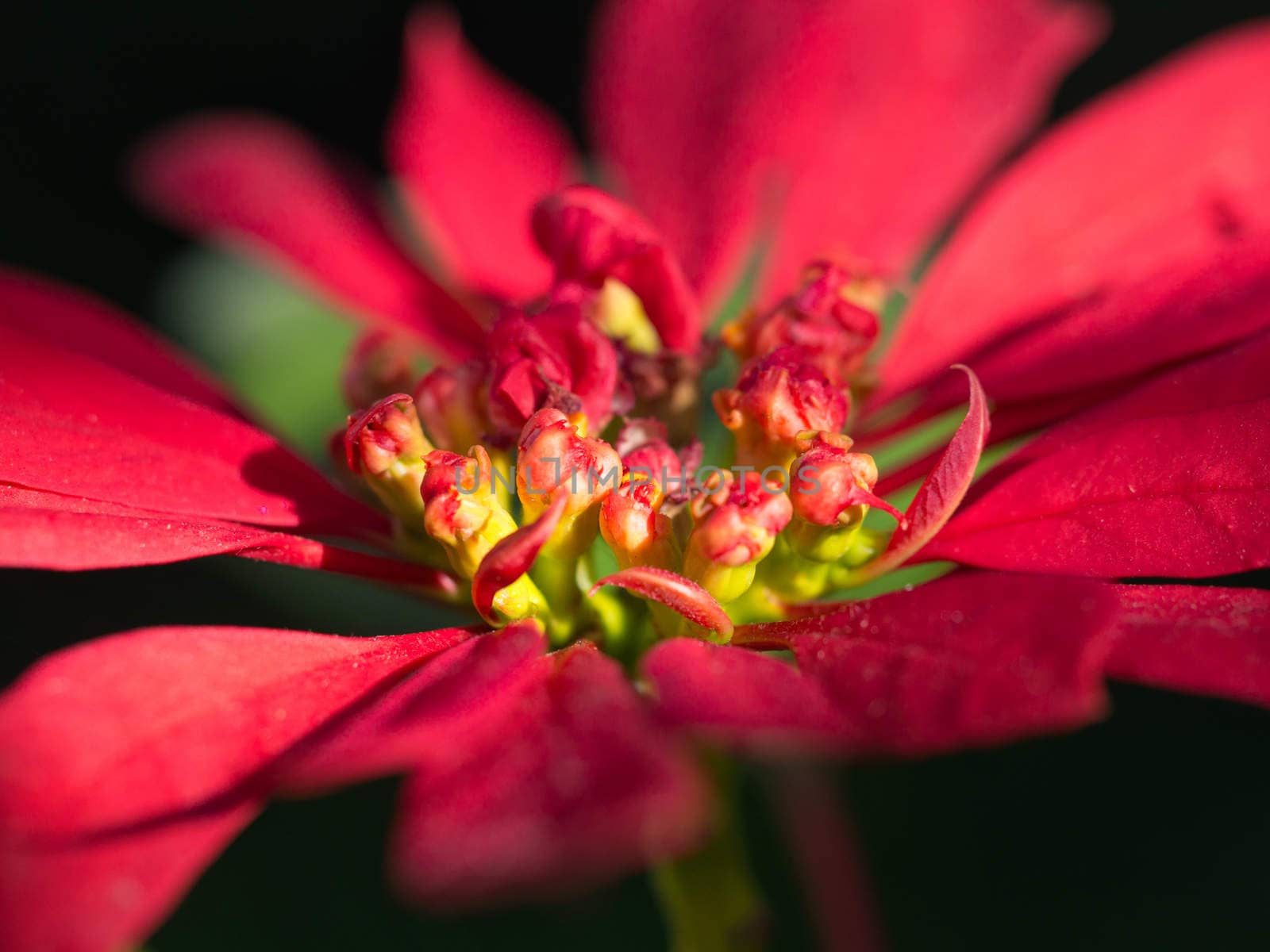 Red Poinsettia Close-up / macro shot on blurry green background