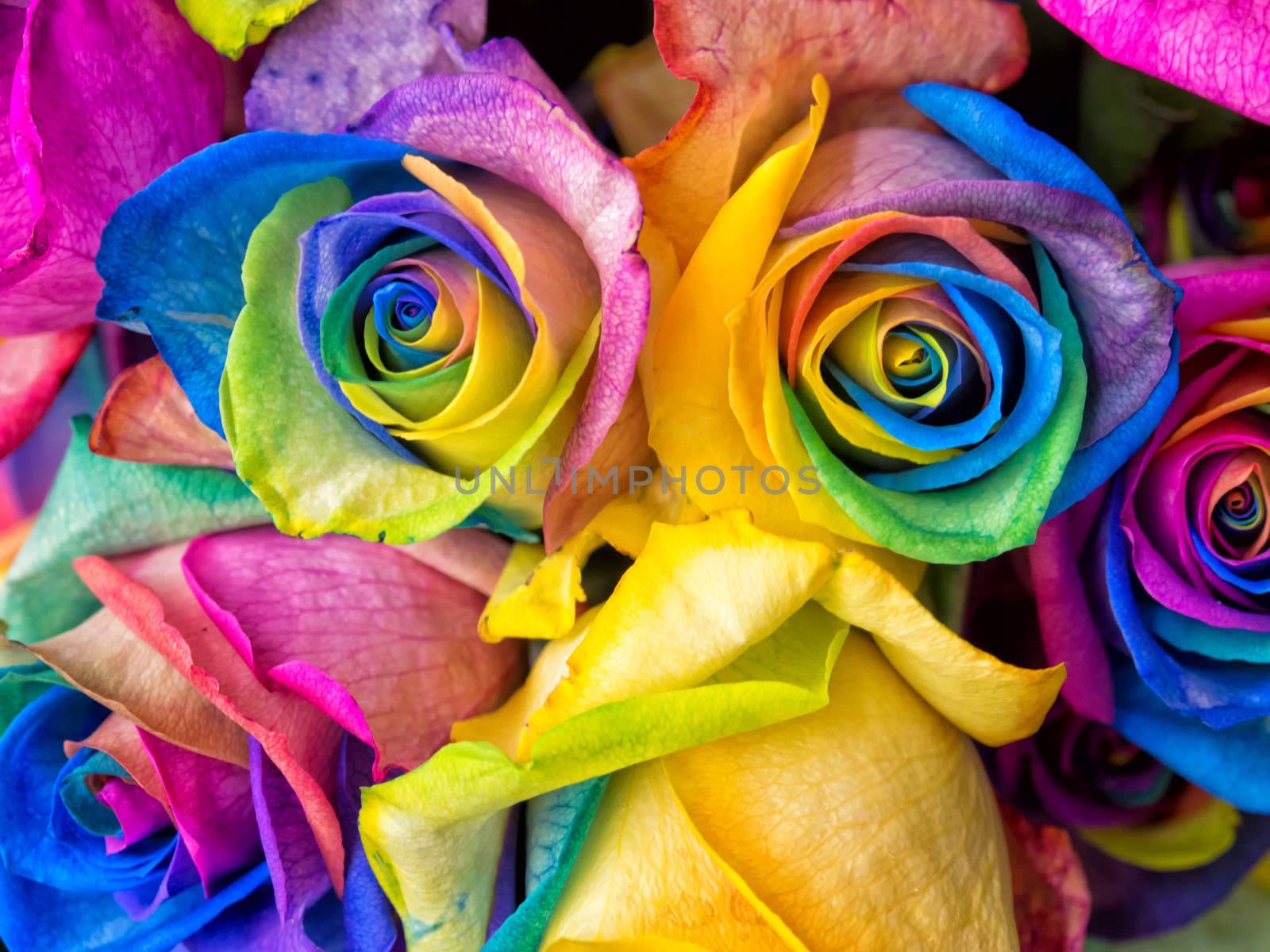 Rainbow rose, colourful roses close-up macro shots.