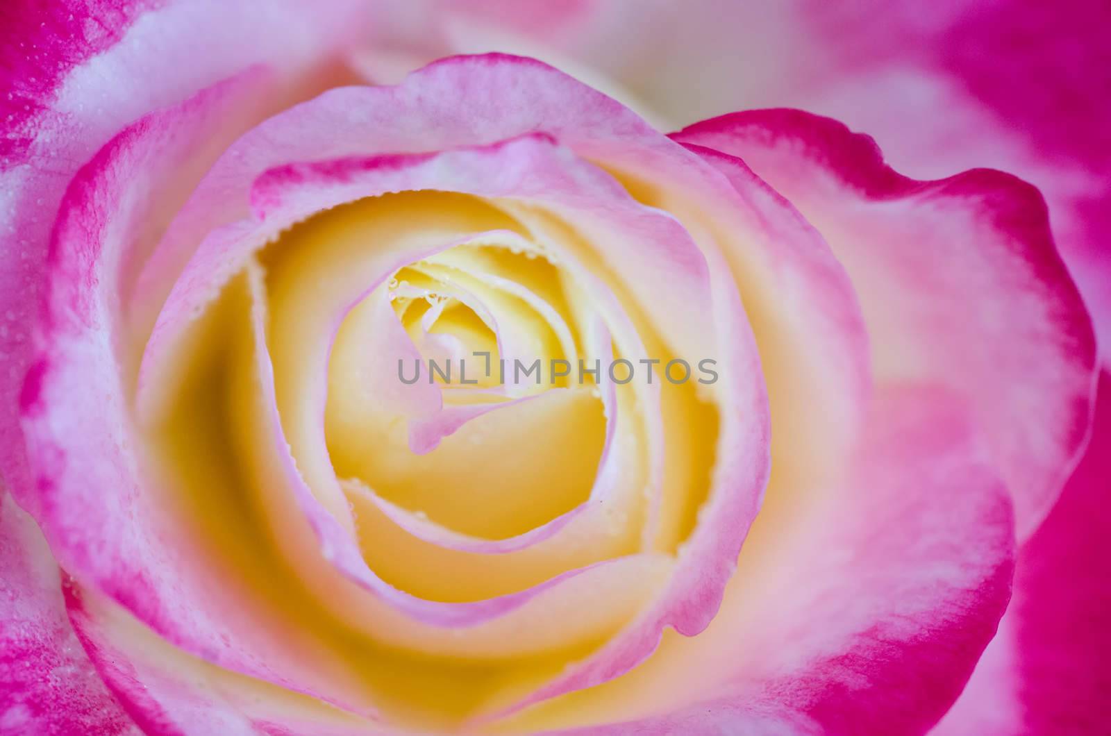 Bi-colour rose in macro / close-up shot