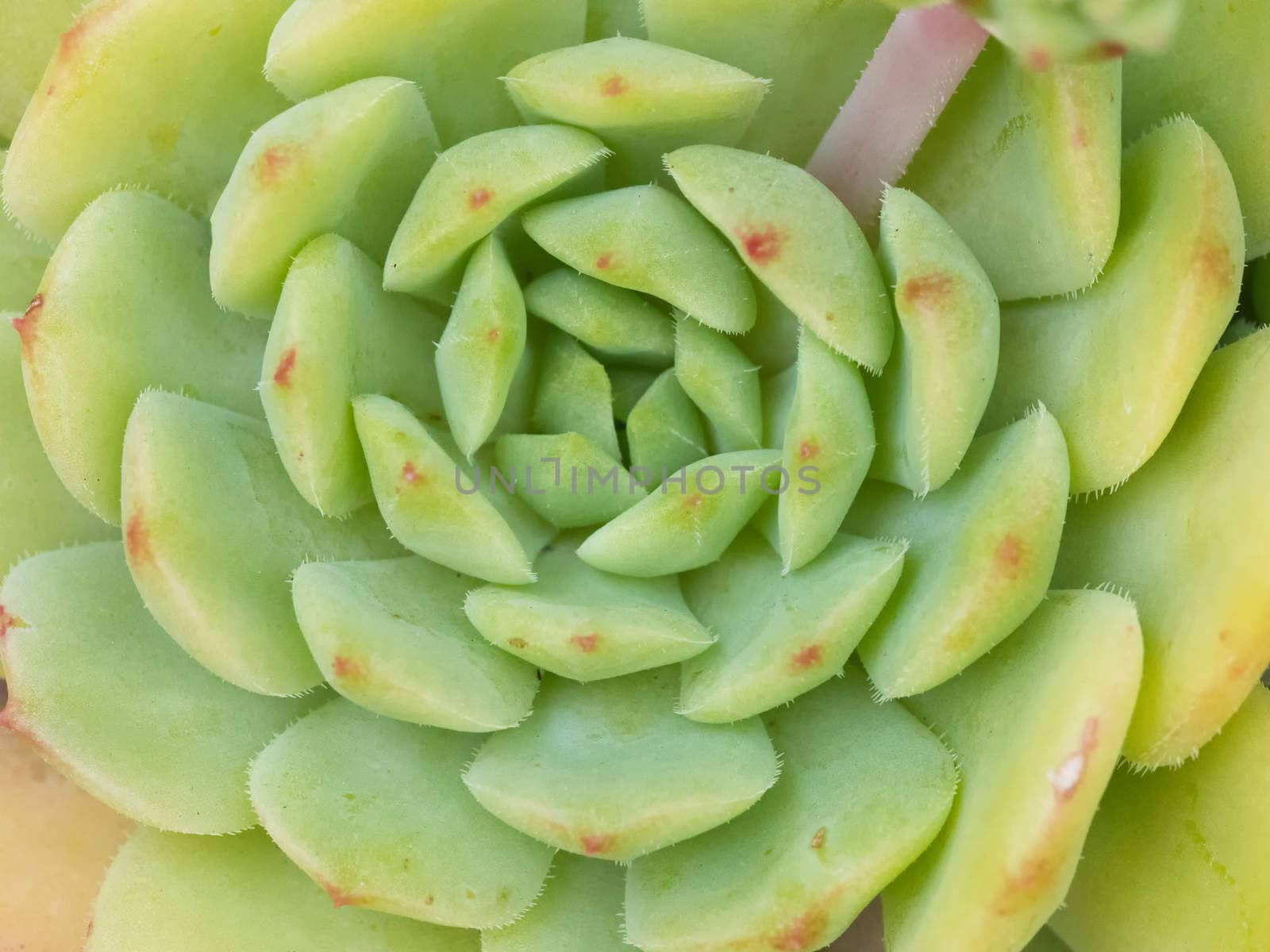Succulent Close-up / Macro by mroz