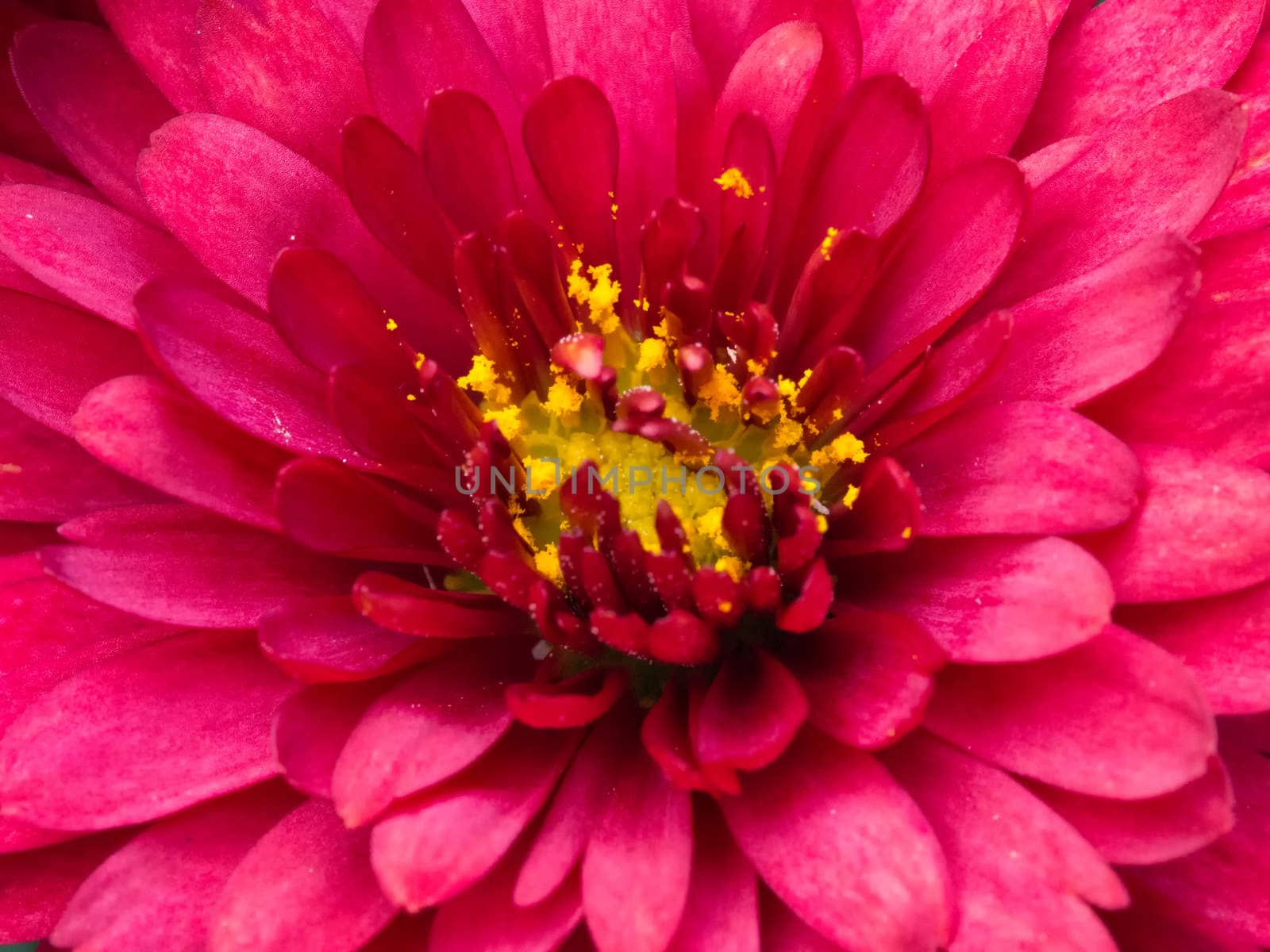 Red Chrysanthemum Daisy Close-up Shot by mroz