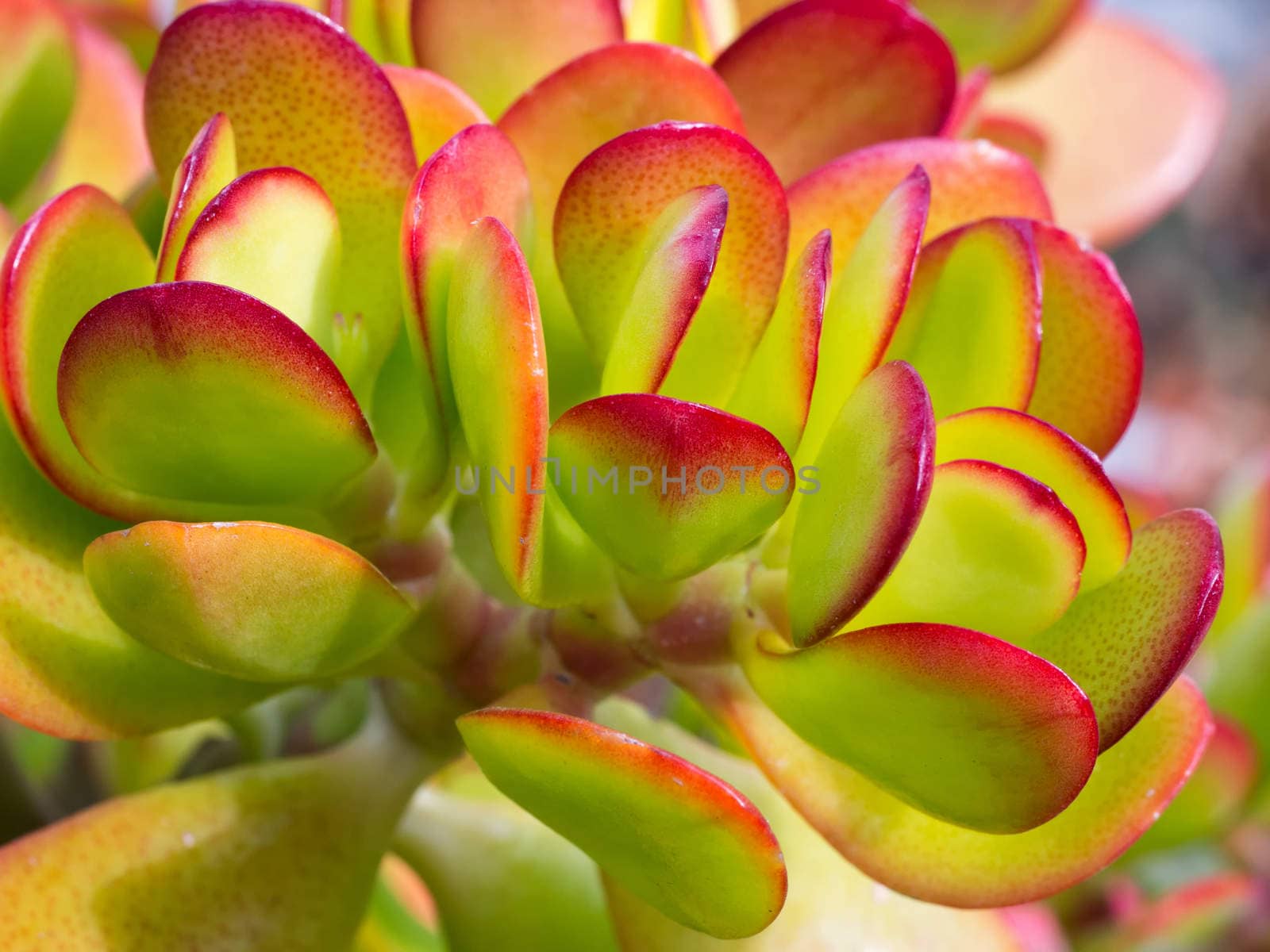 Fresh and juicy Succulent Close-up / Macro shot