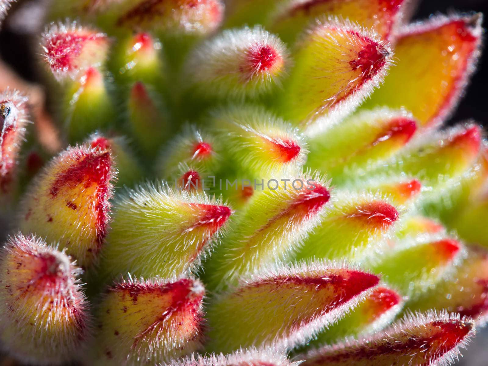 Fresh and juicy Succulent Close-up / Macro shot