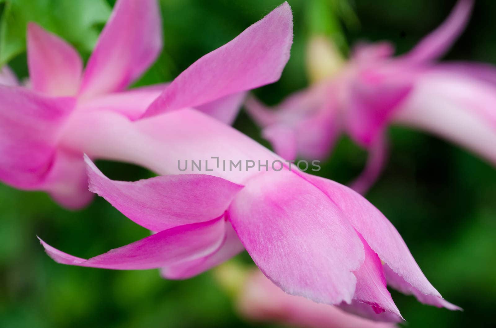Blooming Pink Purple Zygo - Zygocactus Close-up / macro shot
