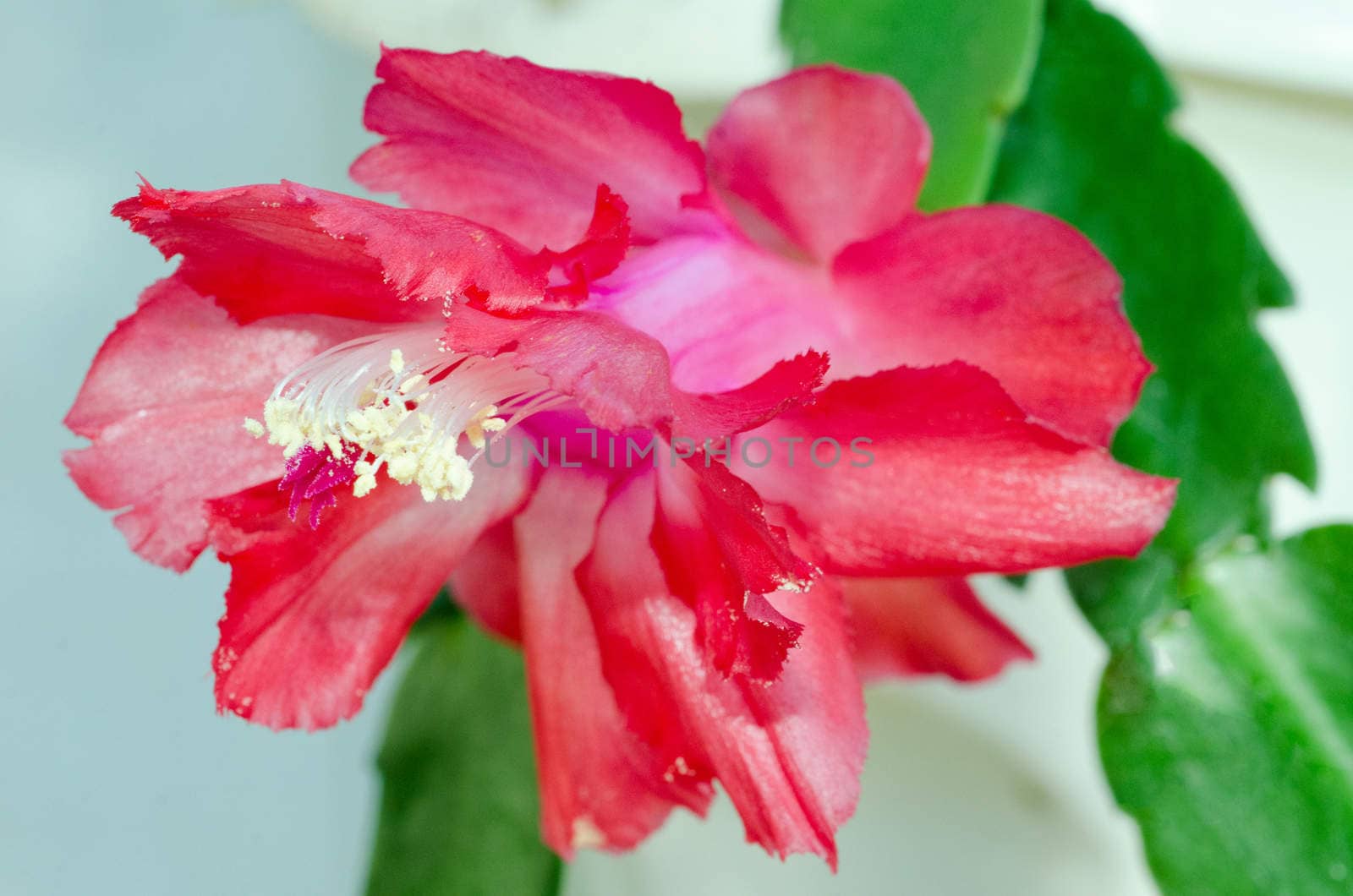 Blooming Red Zygo - Zygocactus Close-up / macro shot