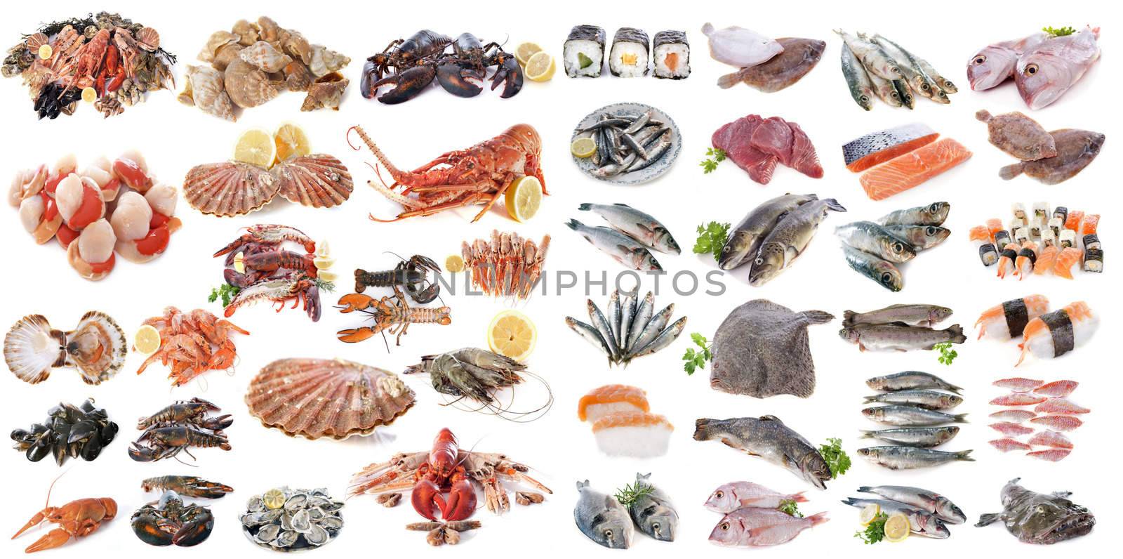 seafood, fishes and shellfish in front of white background