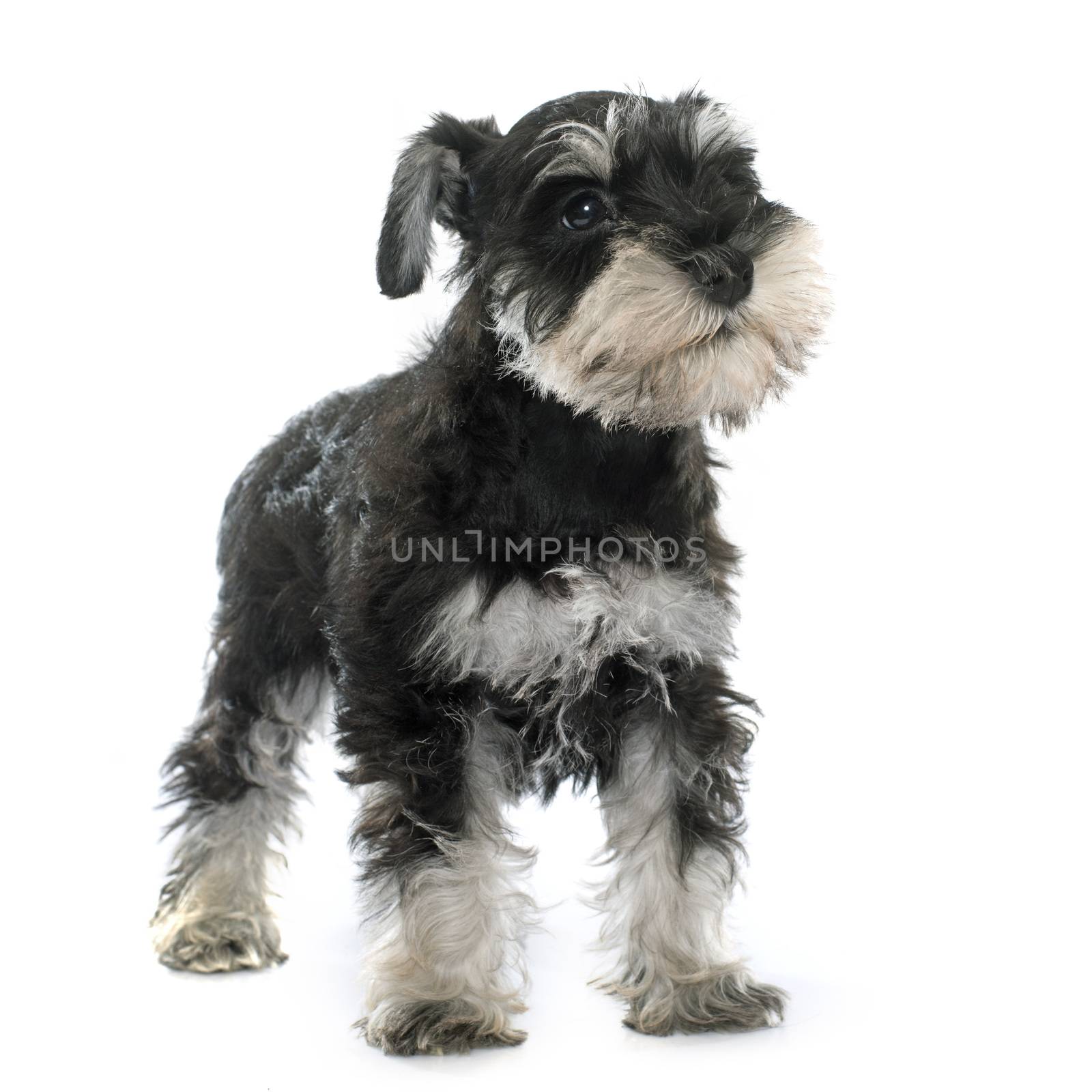 puppy miniature schnauzer in front of white background