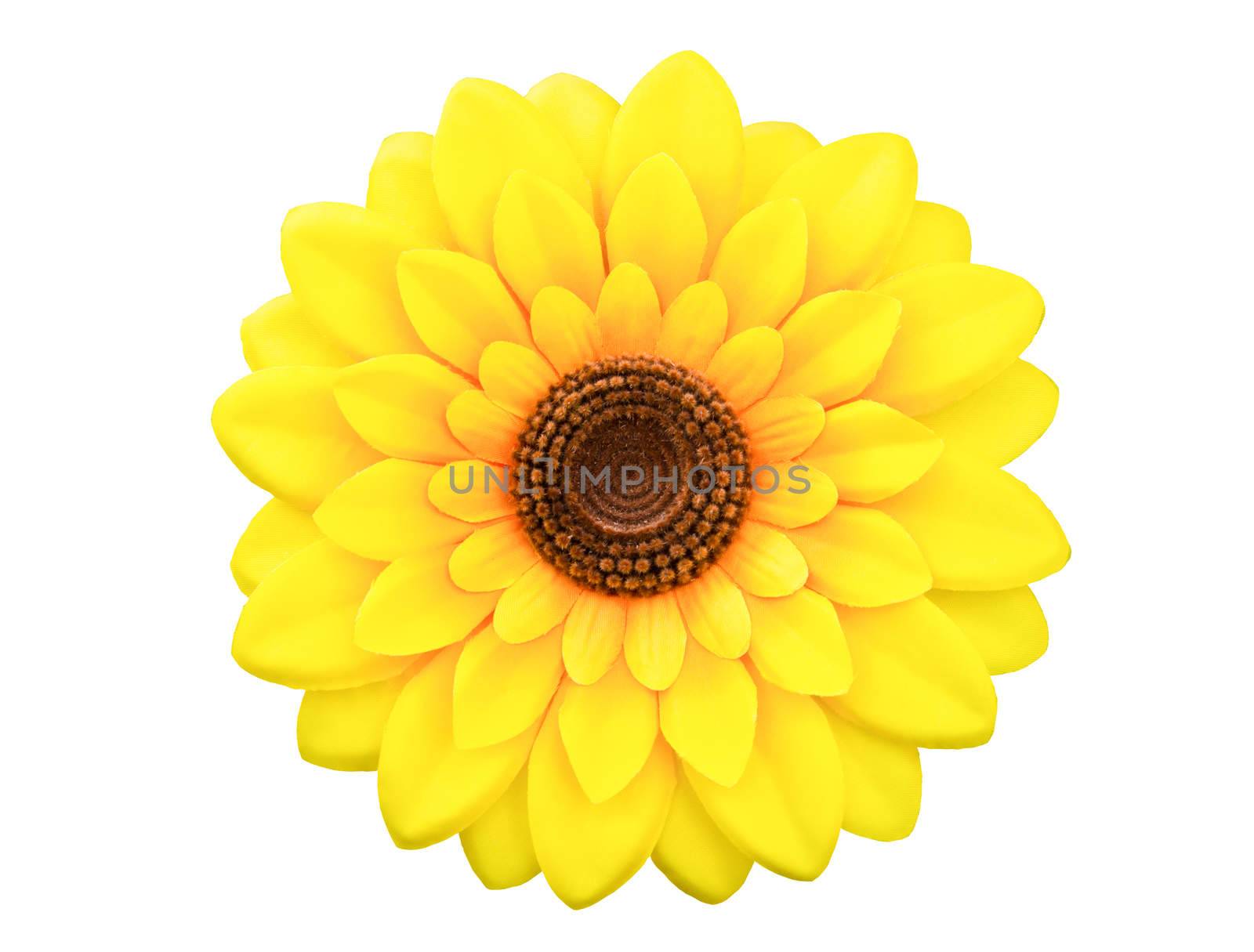 sunflower isolated on white background, clipping path.