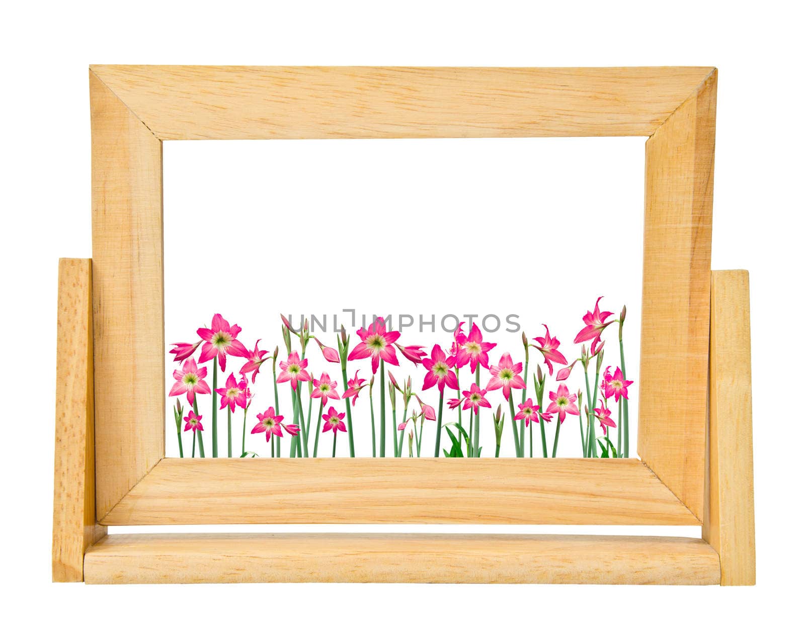 Hippeastrum flower in frame photo