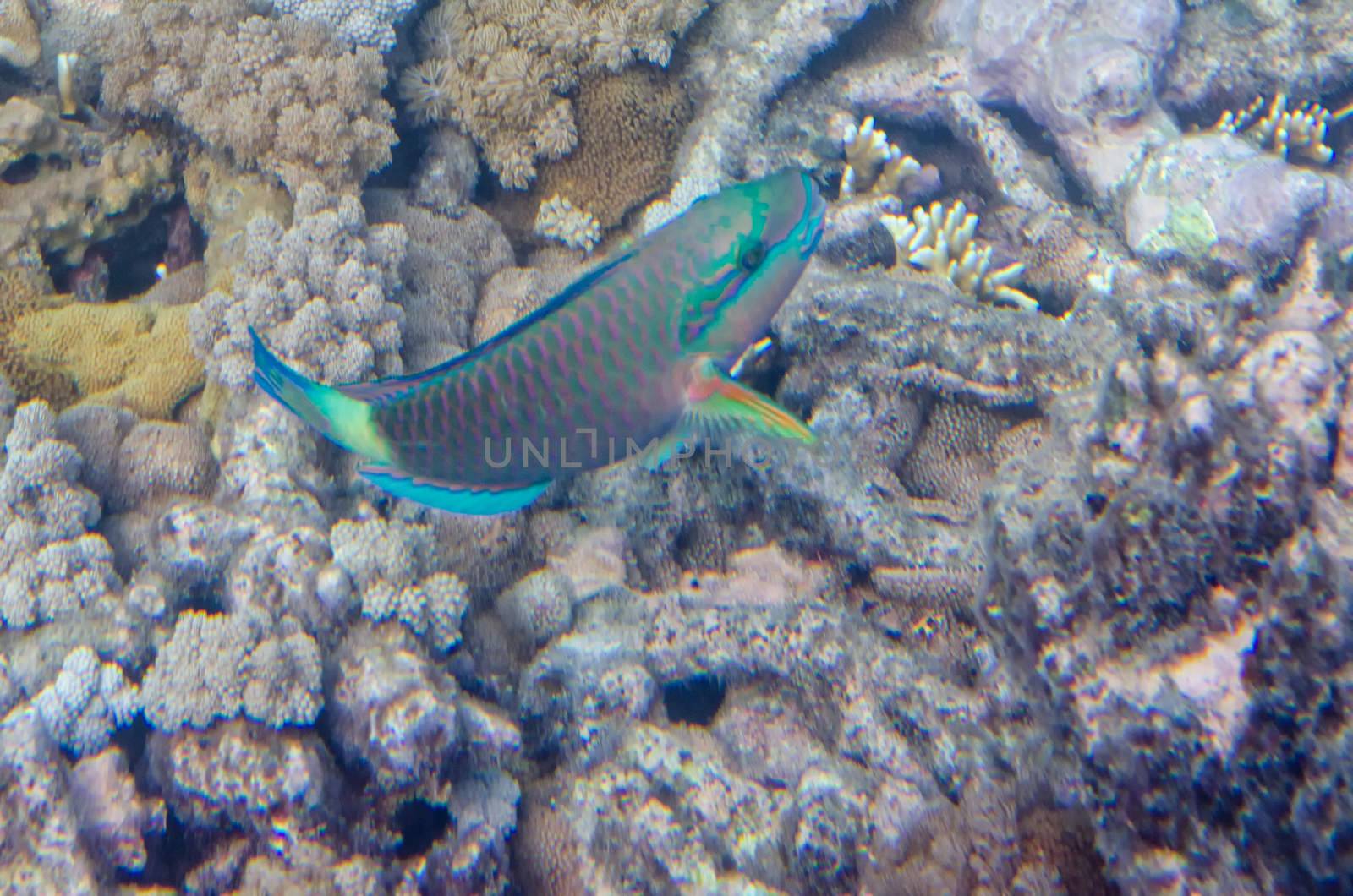 Underwater shot of living coral, colour, fish