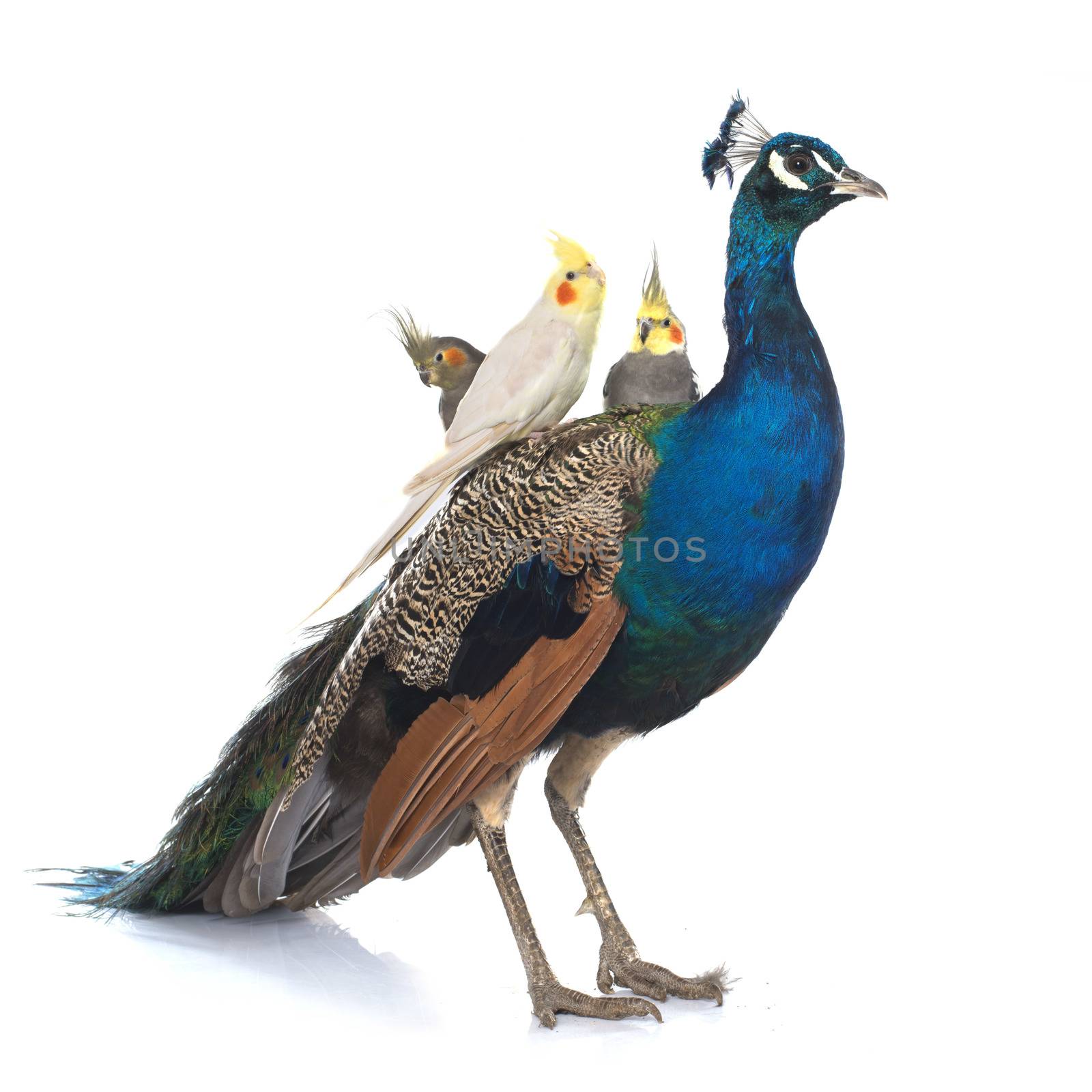 male blue peacock and  calopsitte in front of white background