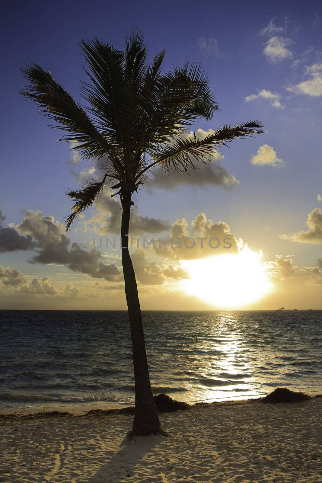 Palm tree on a beach during sunrise