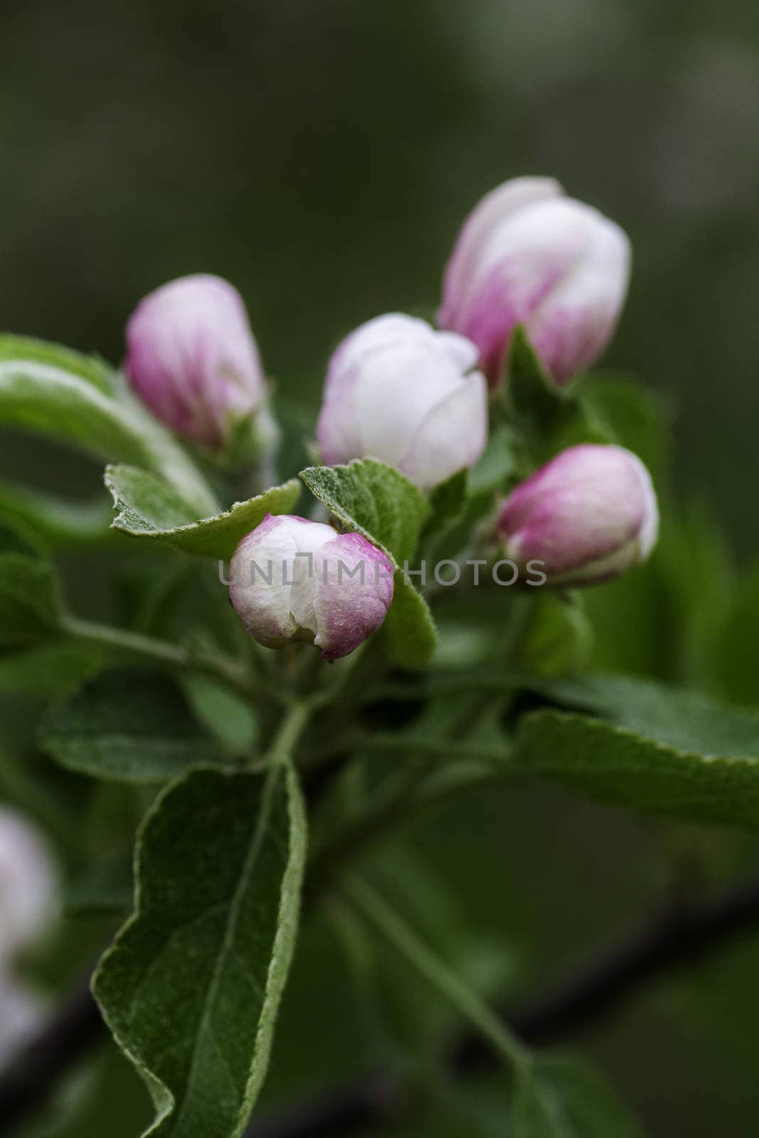 Close up of apple tree flower bubs