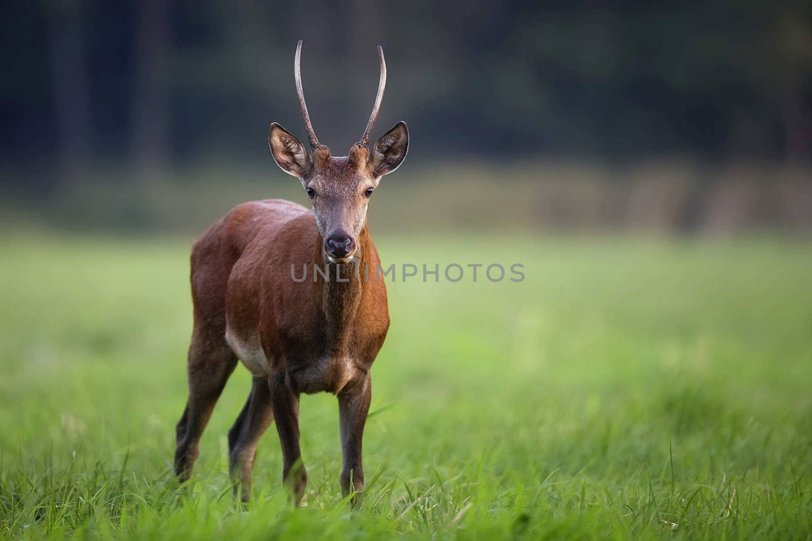 Red deer in a clearing in the wild