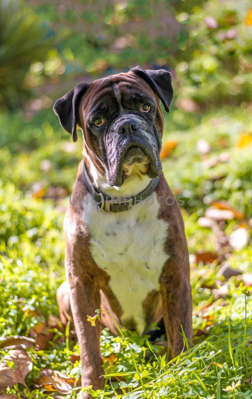 Portrait of nice german boxer dog outside with bokeh