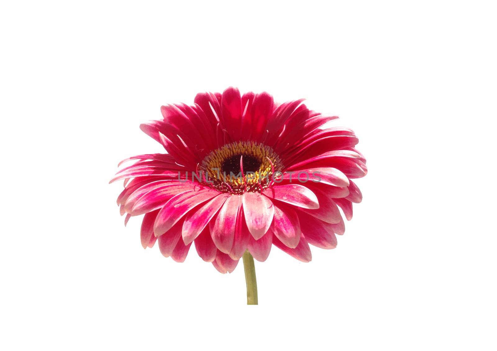pink gerbera flower by olga_ovchinnikova
