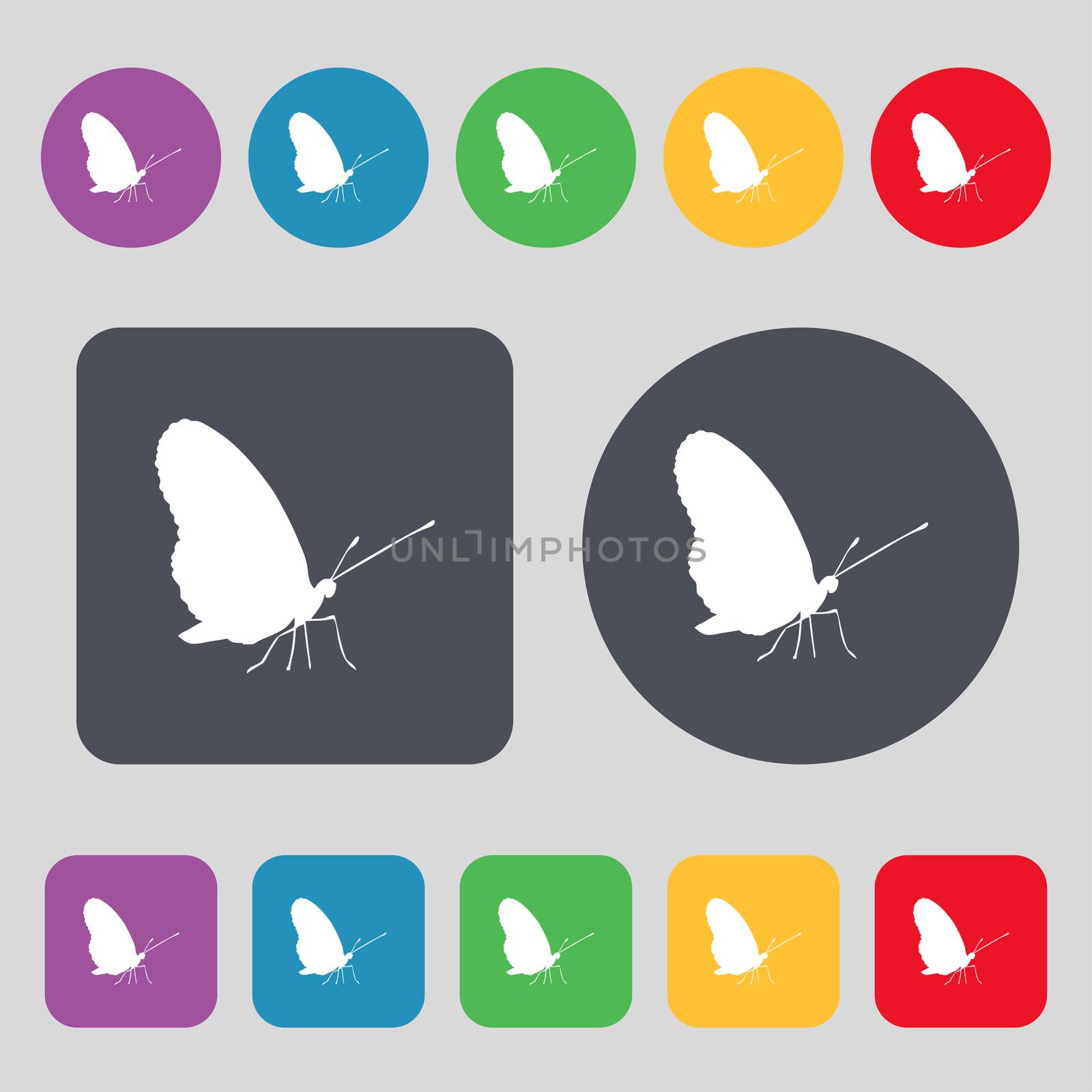 butterfly icon sign. A set of 12 colored buttons. Flat design. illustration