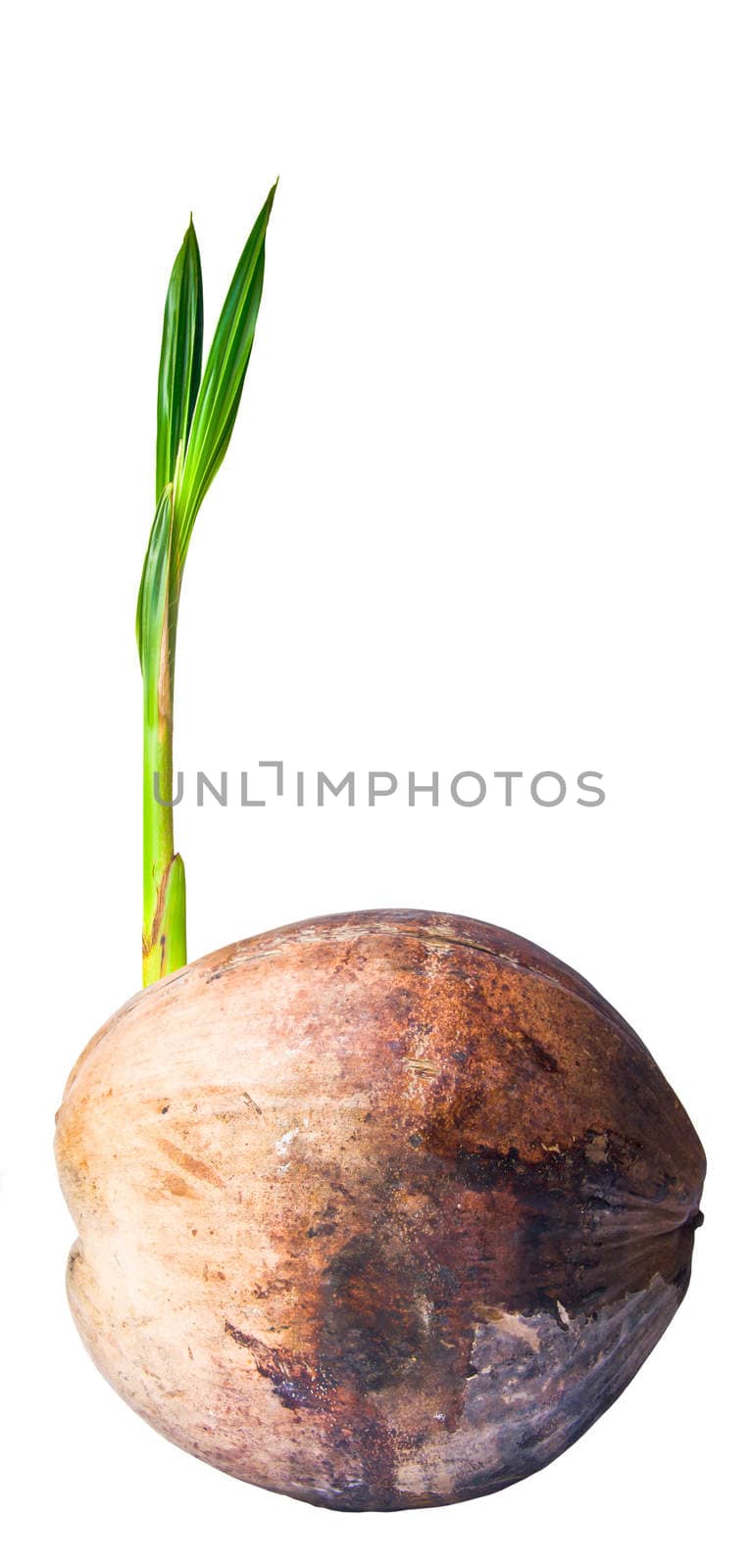 Sprout coconut isolated on white background, clipping path