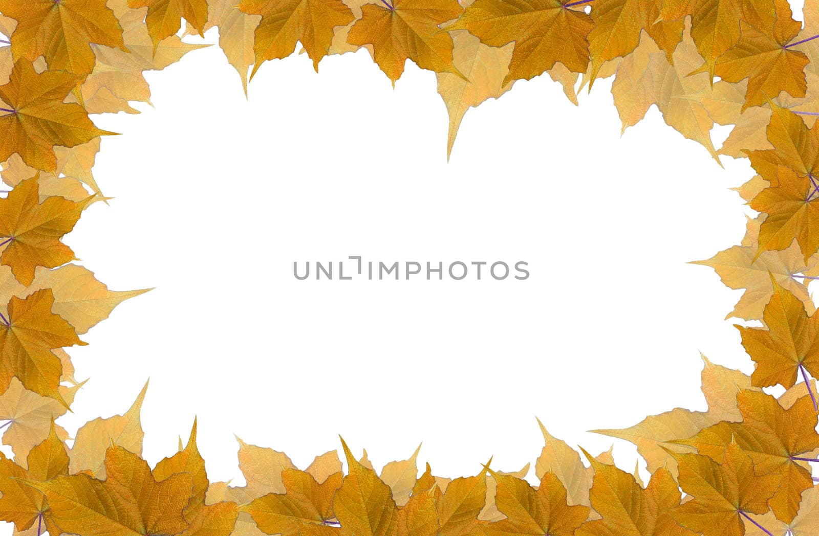 dry leaves frame isolated on white background