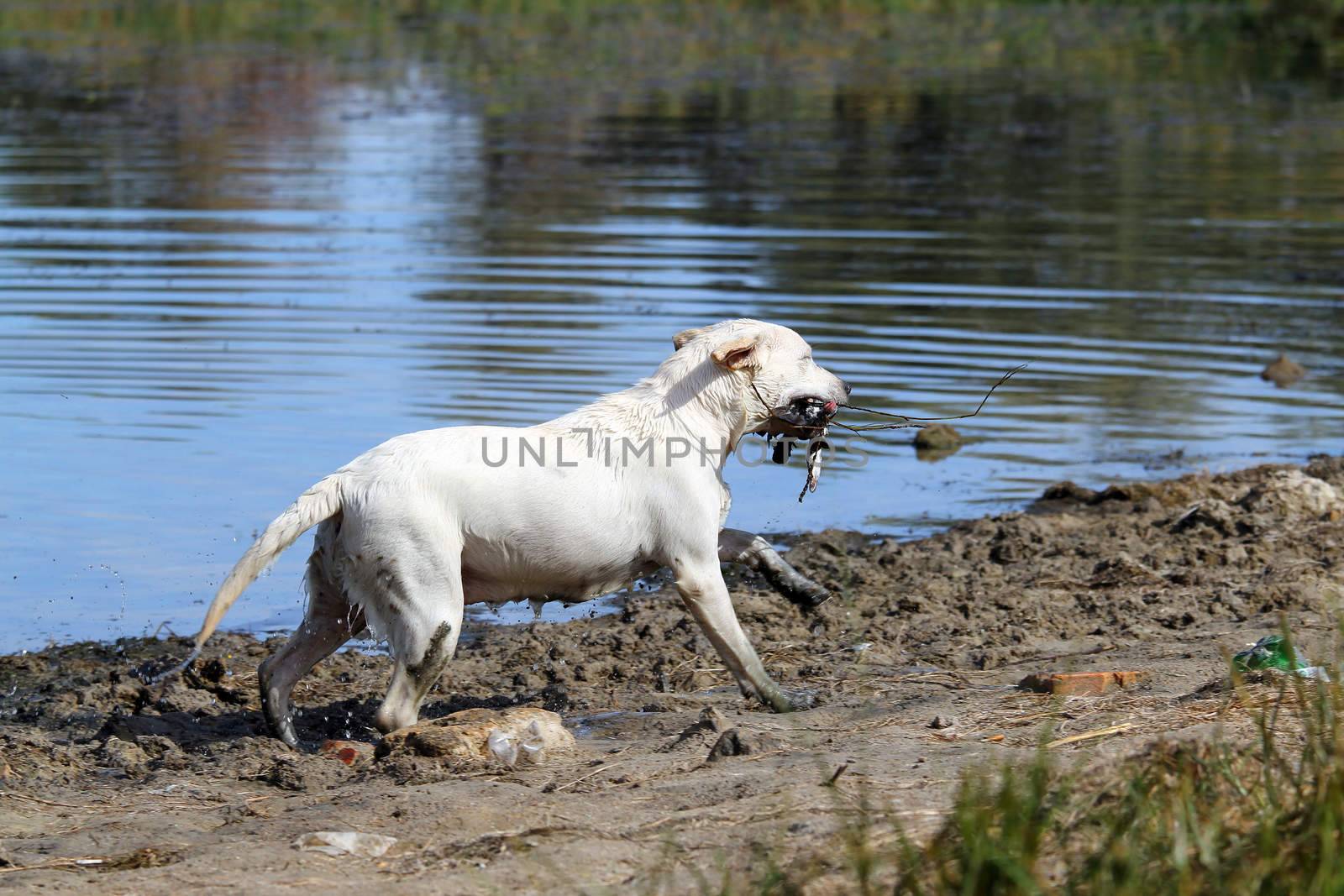a young yellow Labrador retriever retrieving a duck in the pond