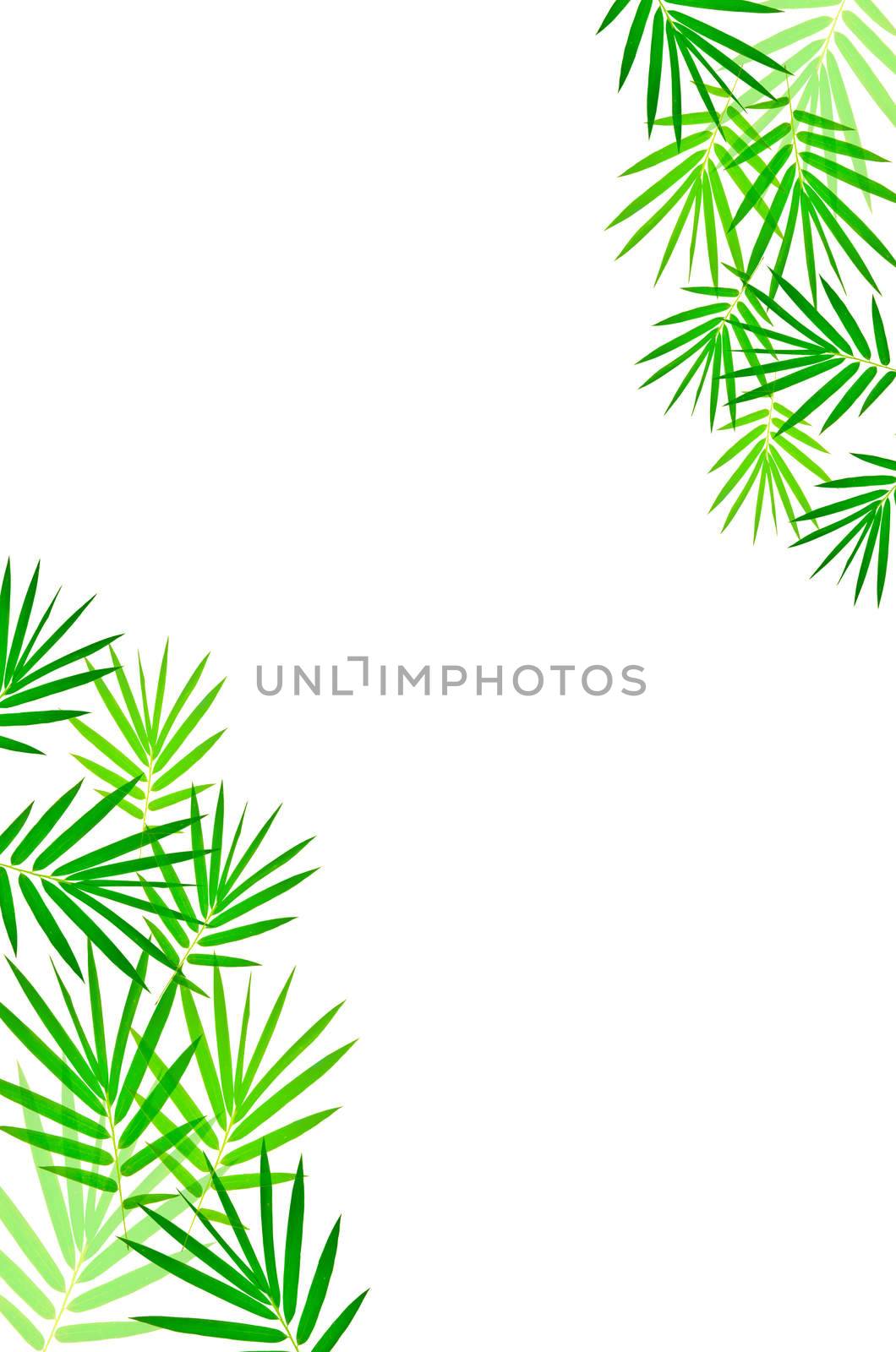 bamboo leaves isolated on white background